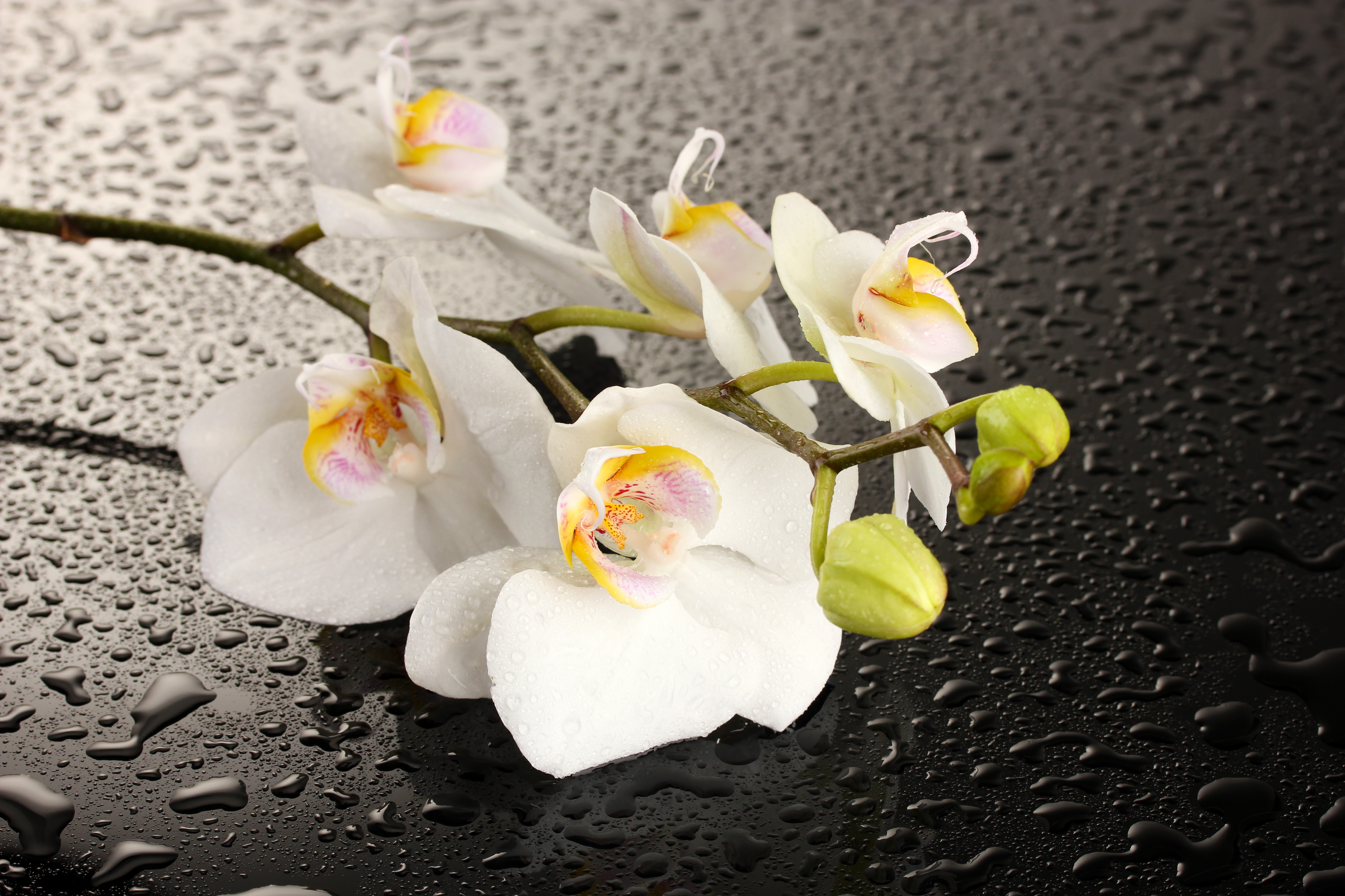 природа цветы белые орхидея nature flowers white Orchid бесплатно