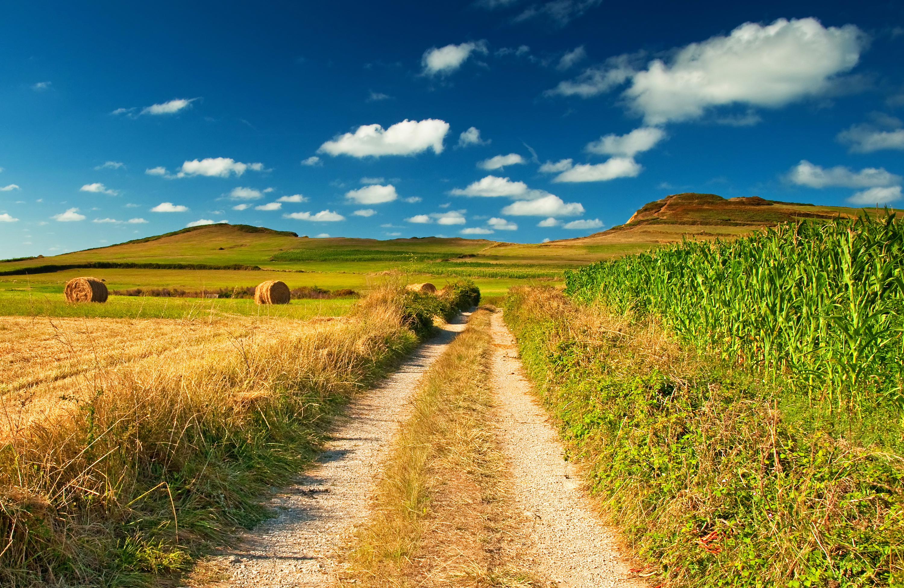 Проселочная дорога поле пшеницы