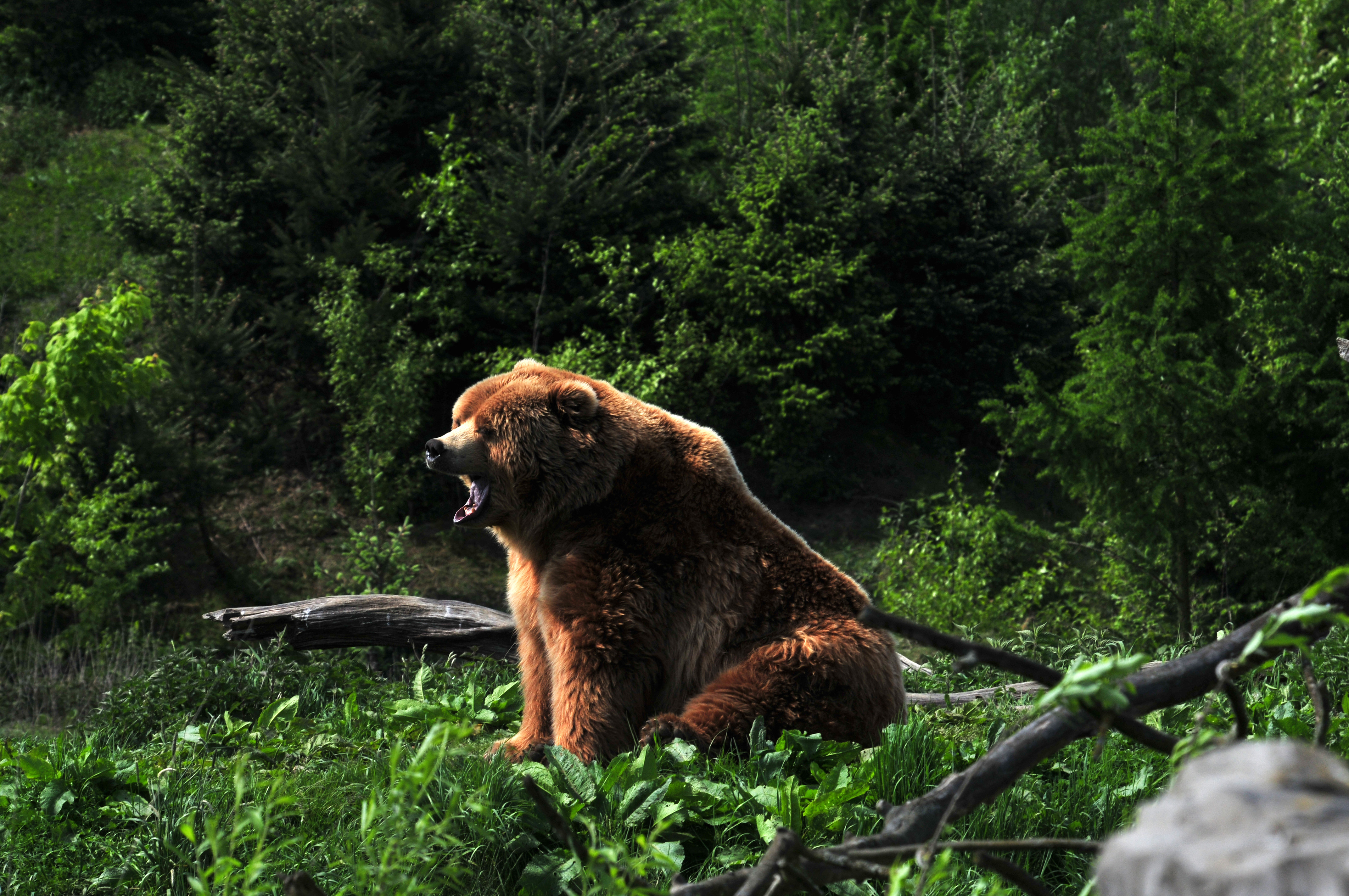 Удивление в лесу. Медведь. Медведь в лесу. Медведь Гризли. Медведь на рабочий стол.