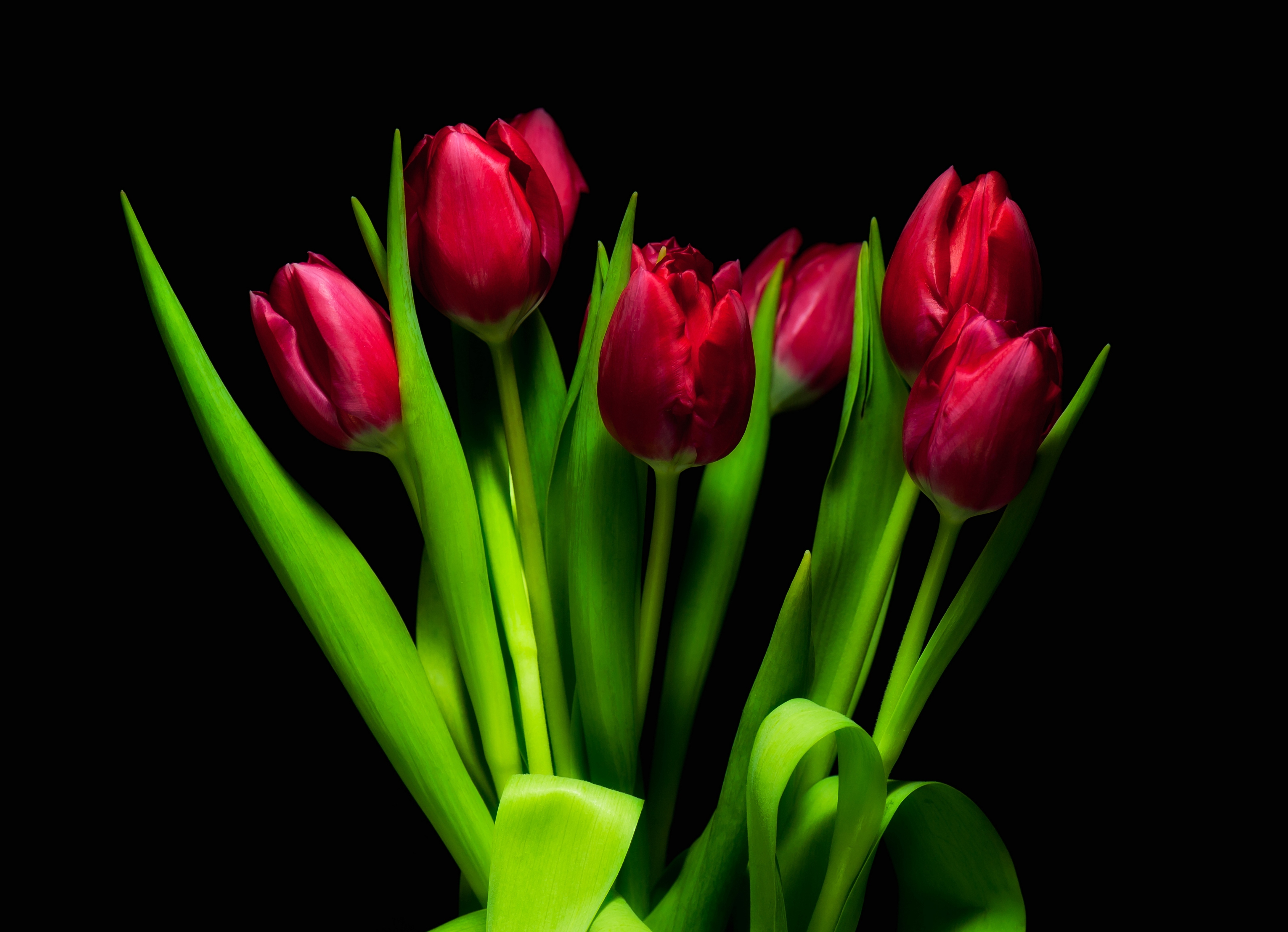 Обои с тюльпанами на телефон. Тюльпаны. Красные тюльпаны. Красивые тюльпаны. Тюльпаны на черном фоне.