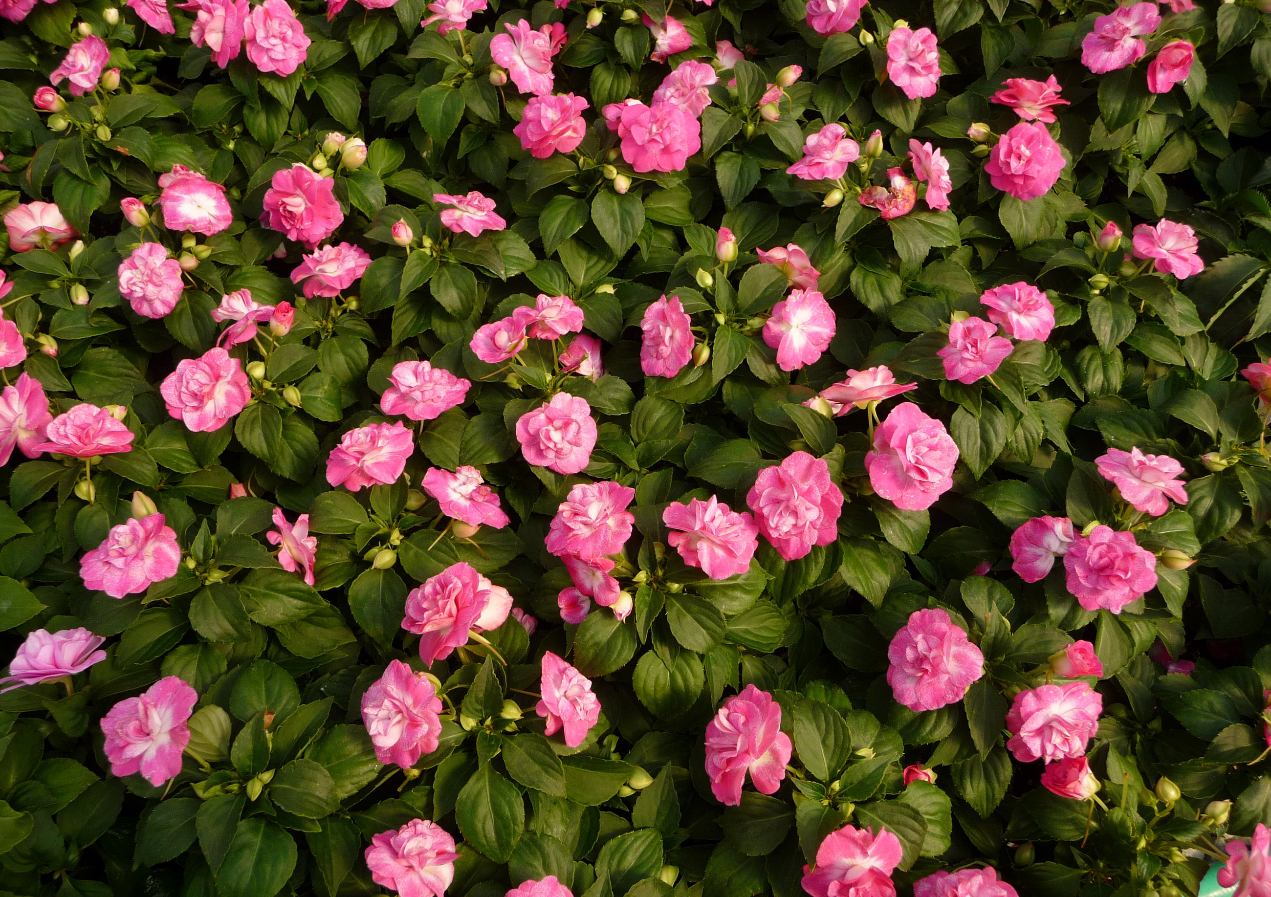 Много Impatiens Розовый Цветы фото цветок, розовая, розовые, розовых обои к...