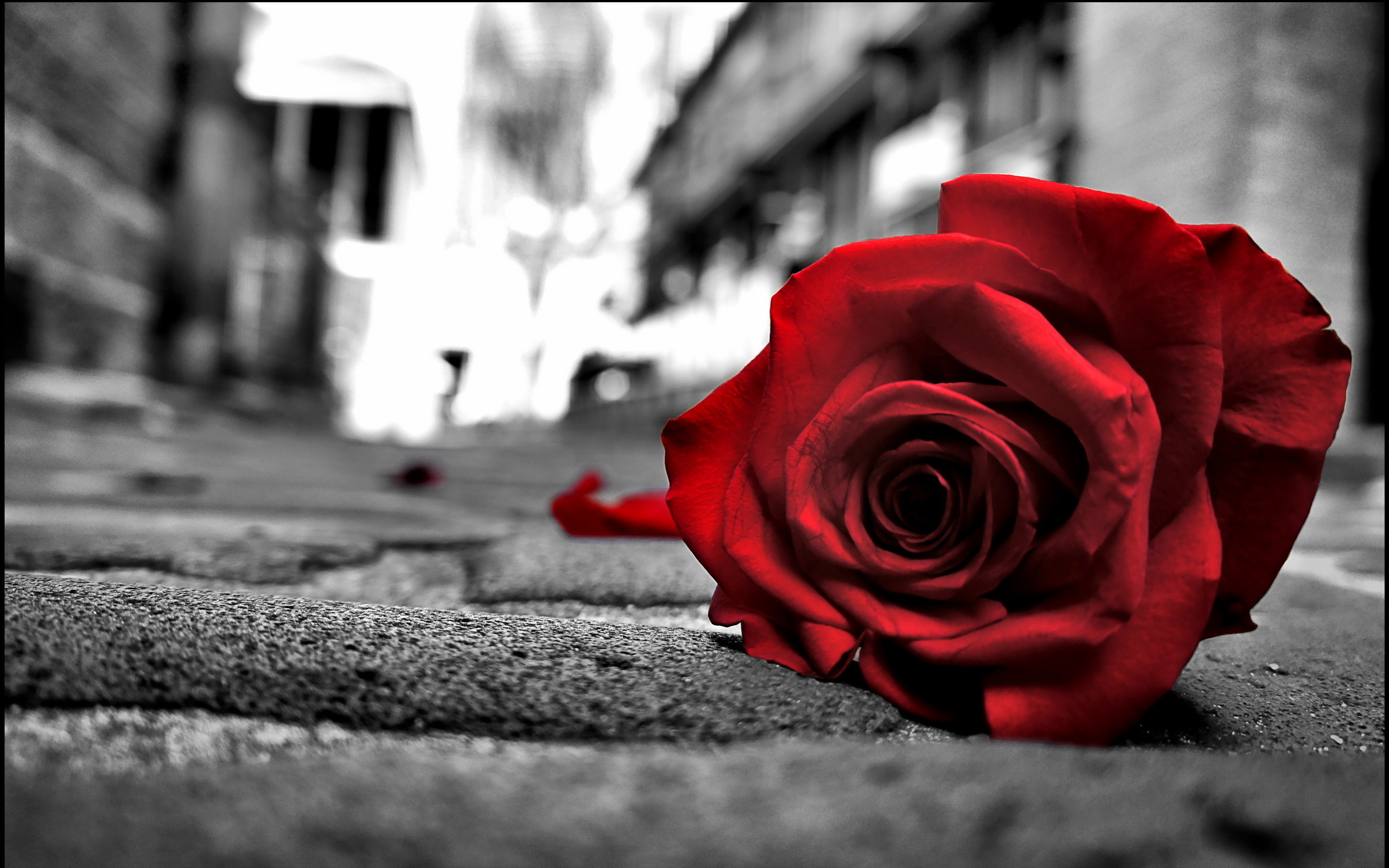 одинокая роза без смс