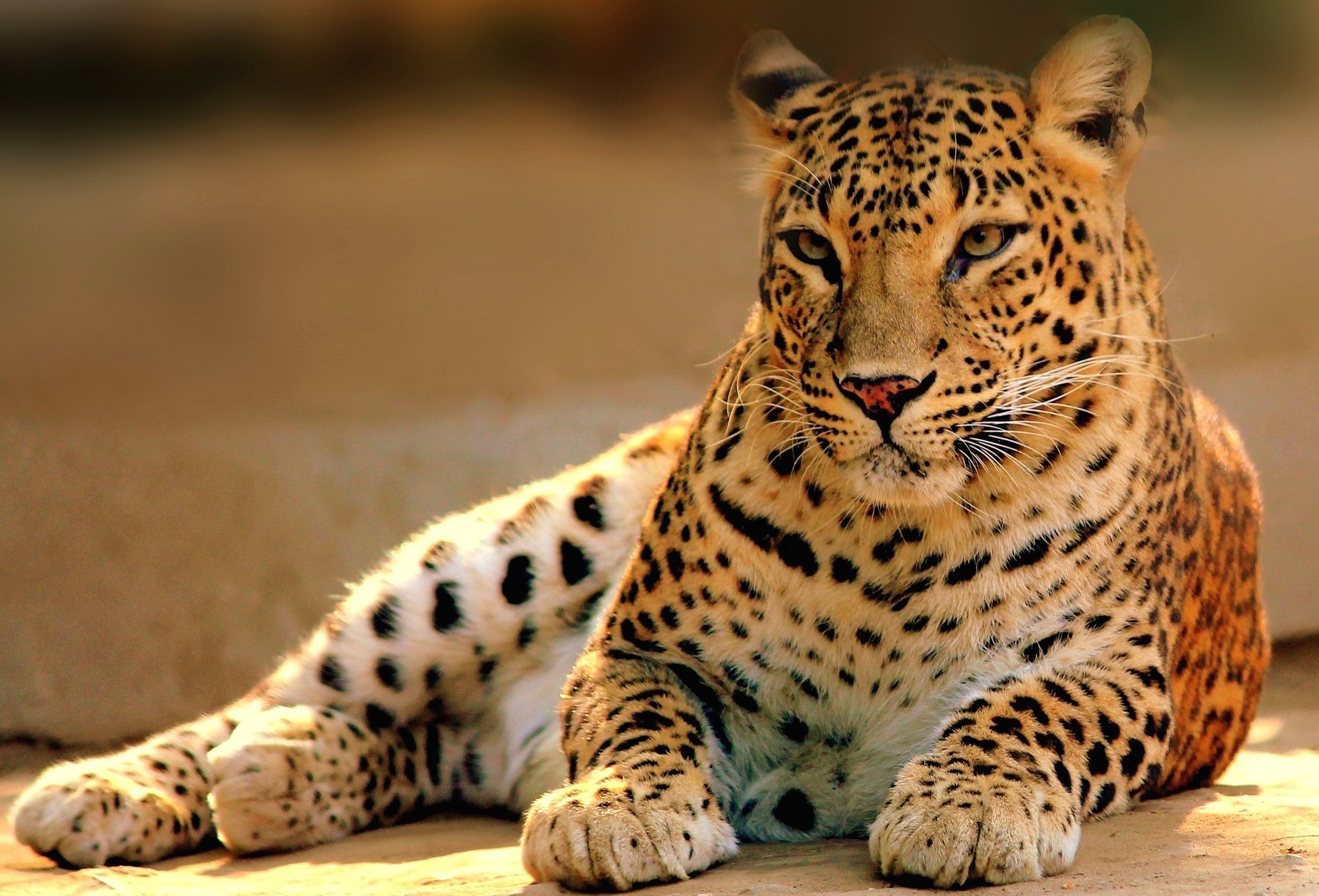 Леопард хищник взгляд загрузить