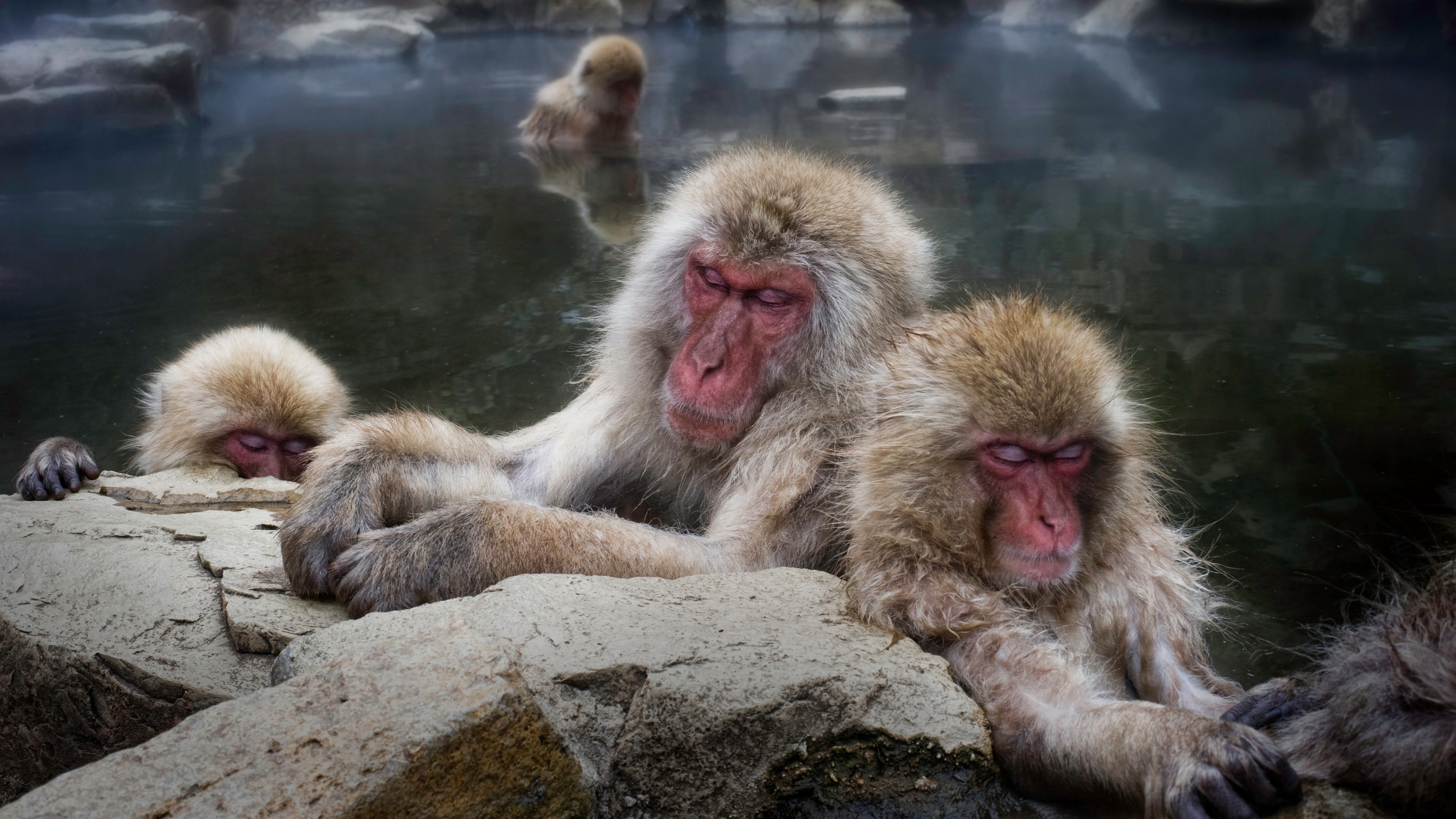 Группа обезьяны в теплой воде слушать. Обезьяны на Хоккайдо. Японские обезьяны. Японские макаки. Обезьяны в термальных источниках.