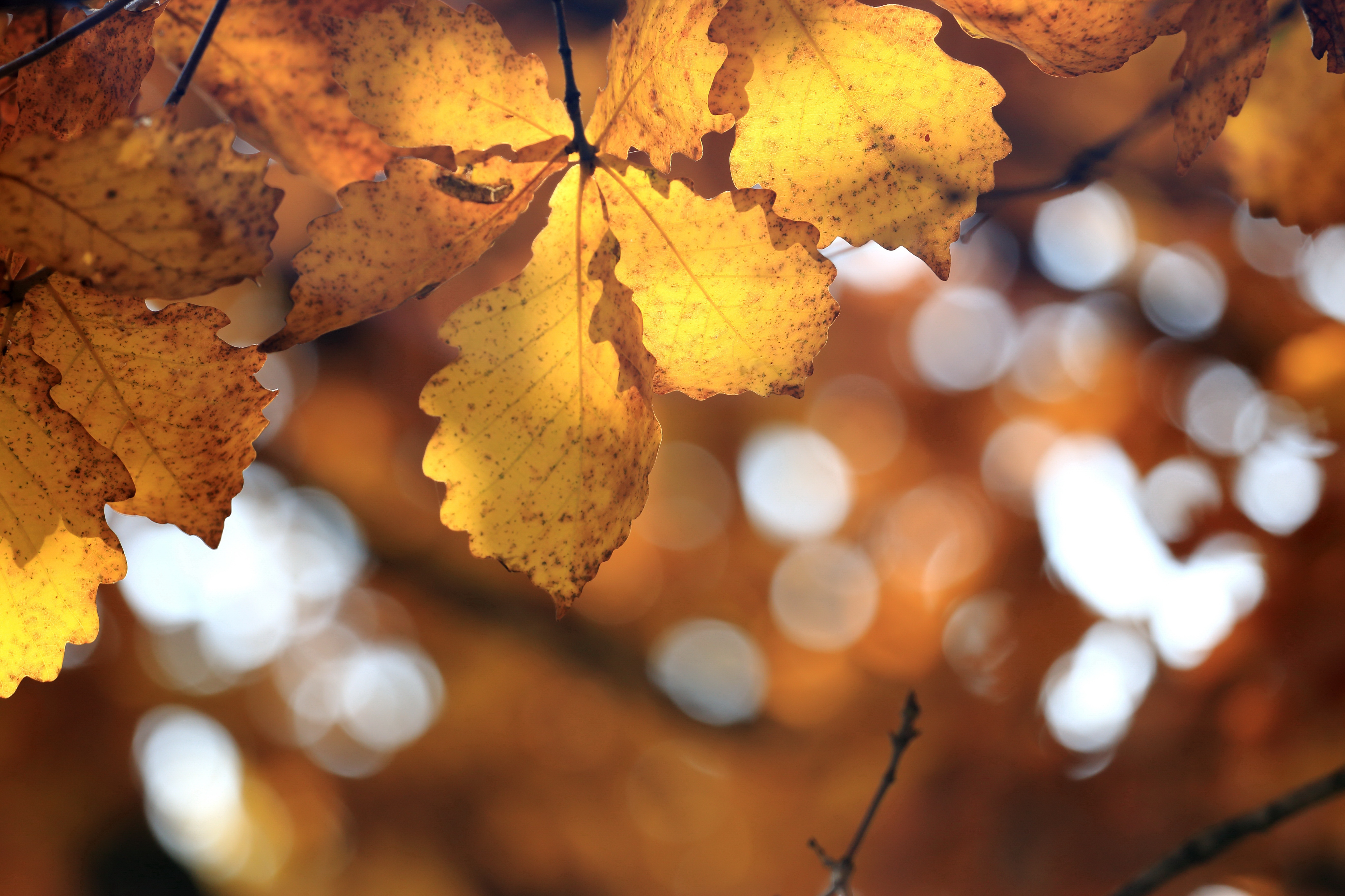 Картинки Листья боке Дуб осенние Природа лист Листва Размытый фон Осень