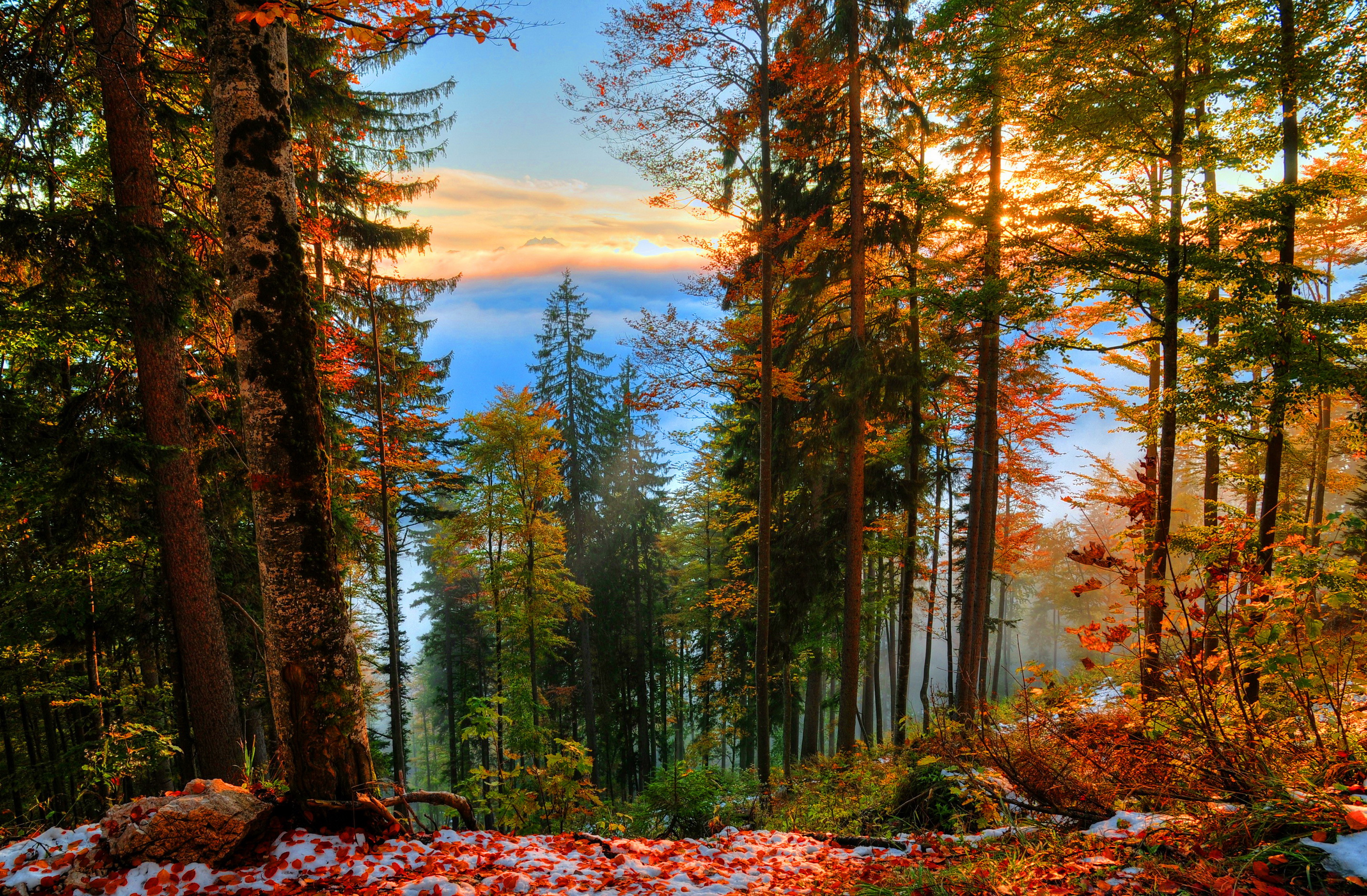 Осенний хвойный лес бесплатно