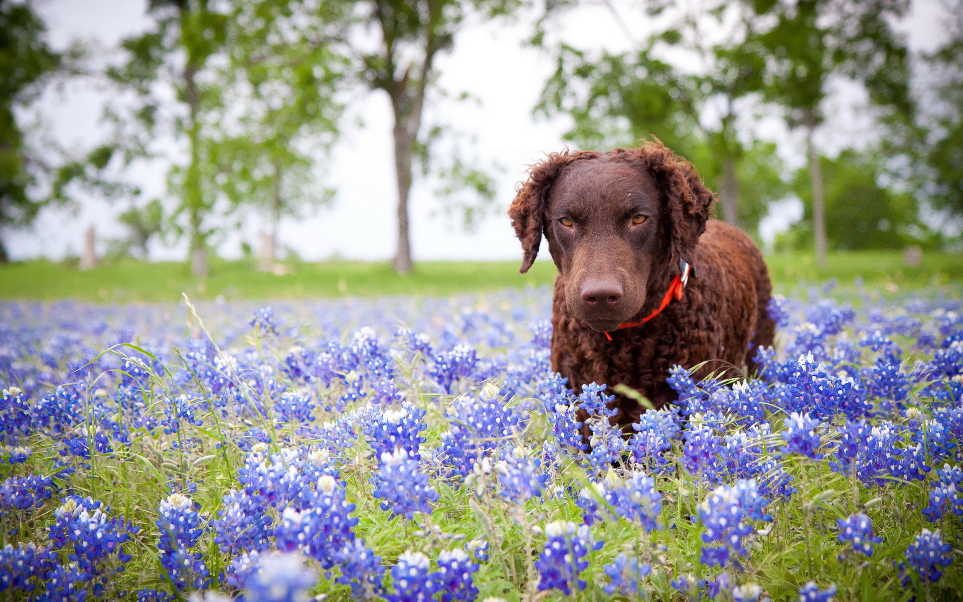 собака мордочка полевые цветы загрузить
