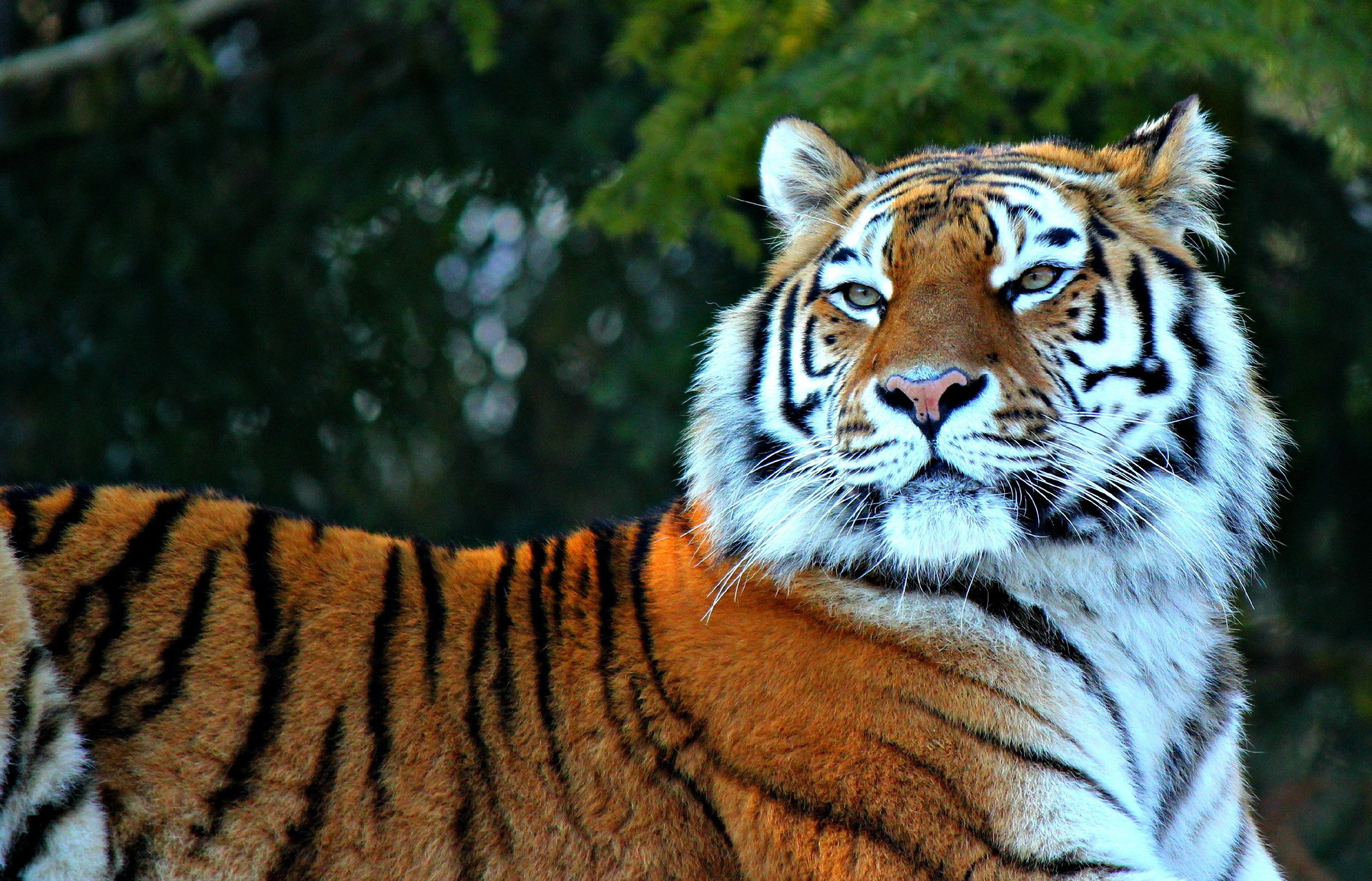 Tigr. Амурский тигр. Красивый тигр. Самые красивые тигры. Самый красивый тигр в мире.