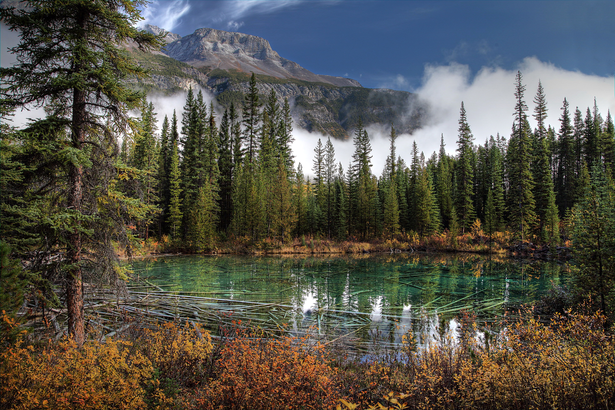 Хвойные леса природа. Тайга Канады. Банф – канадский национальный парк. Лес горы озеро Канада. Таёжный лес в Канаде.