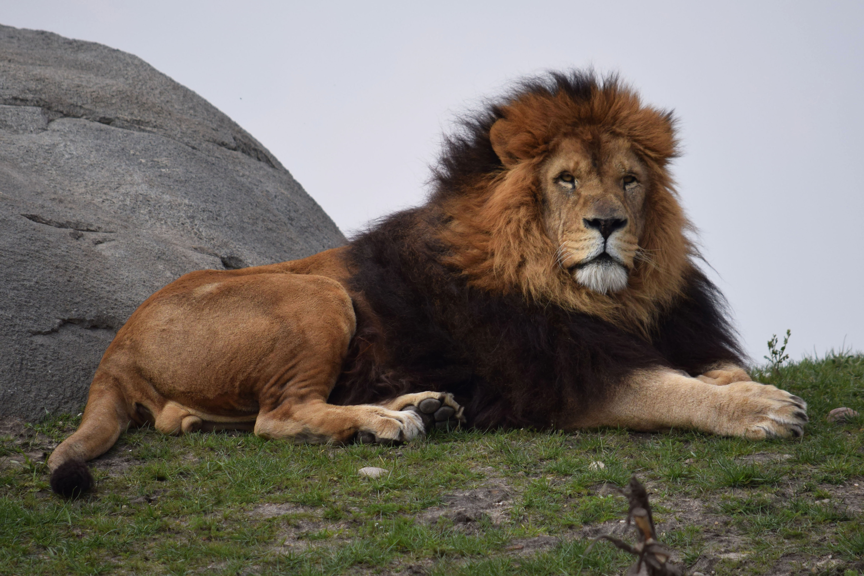 Про львов зверей. Катангский Лев. Красивый Лев. Африканский Лев. Лев фото.