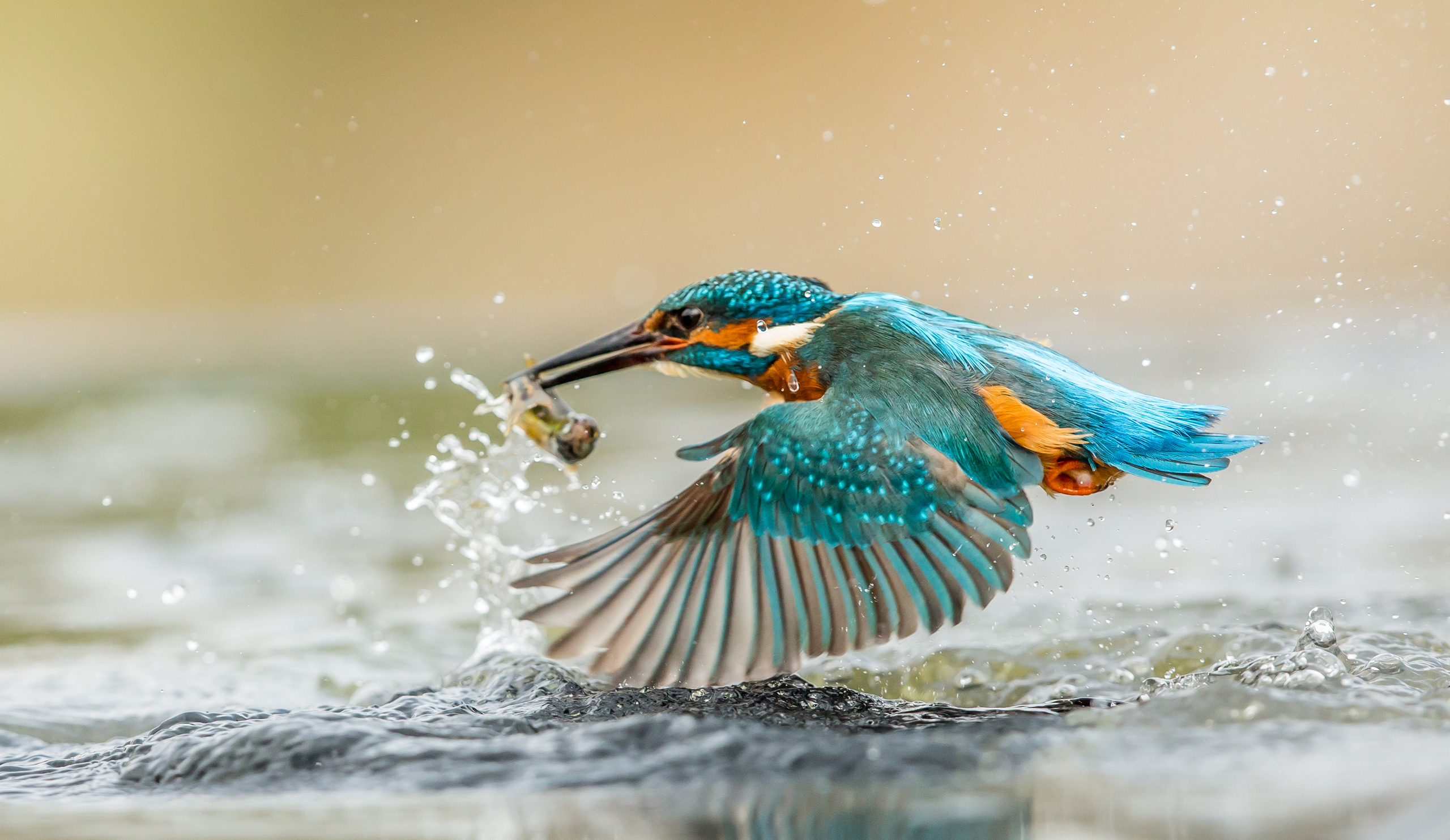 птица крылья вода скачать