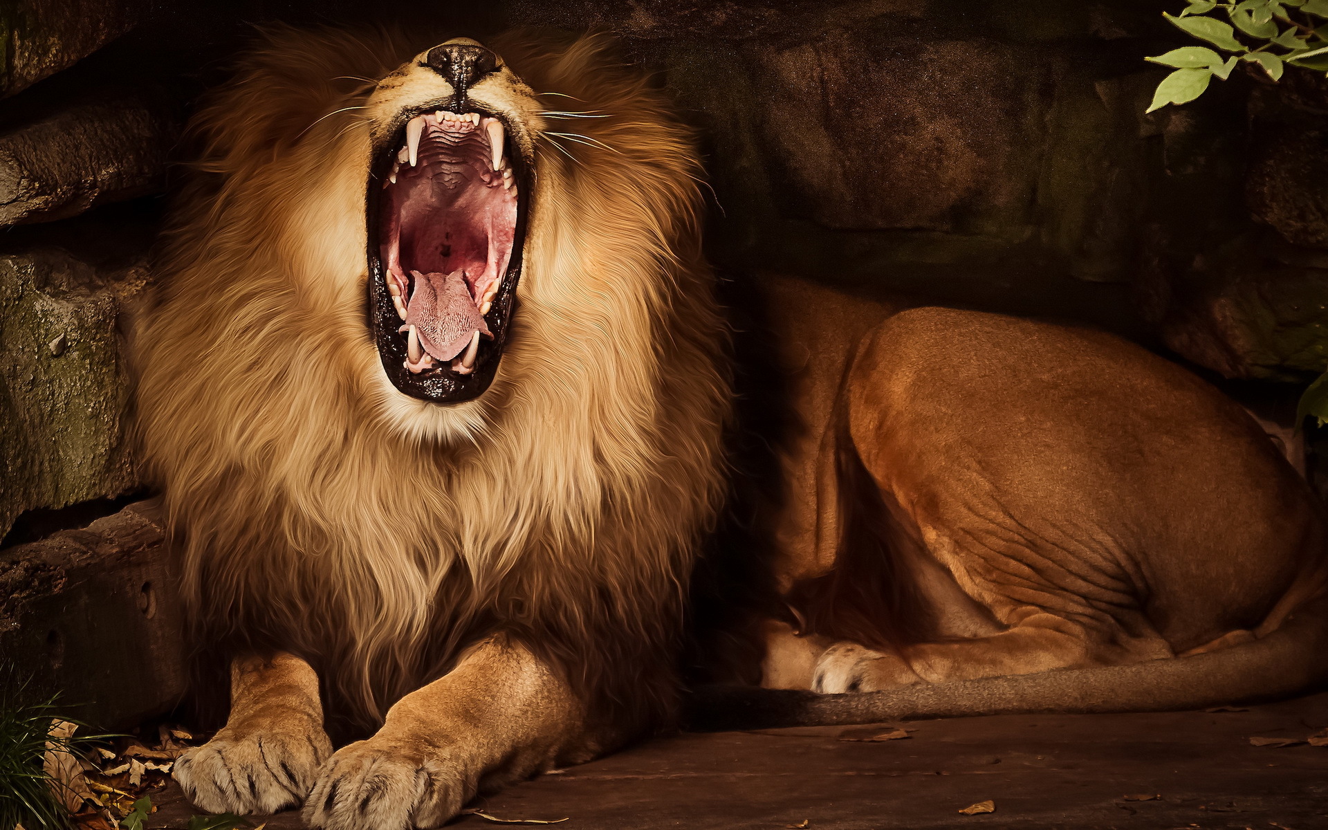 львица рык клыки пасть the lioness roar fangs mouth бесплатно