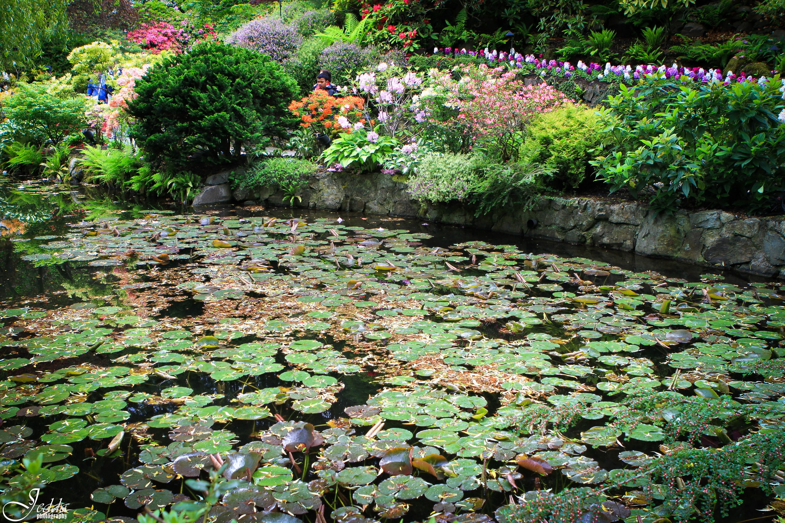 Картинки Канада Butchart Природа Сады Пруд Кувшинки 2592x1728 Водяные лилии