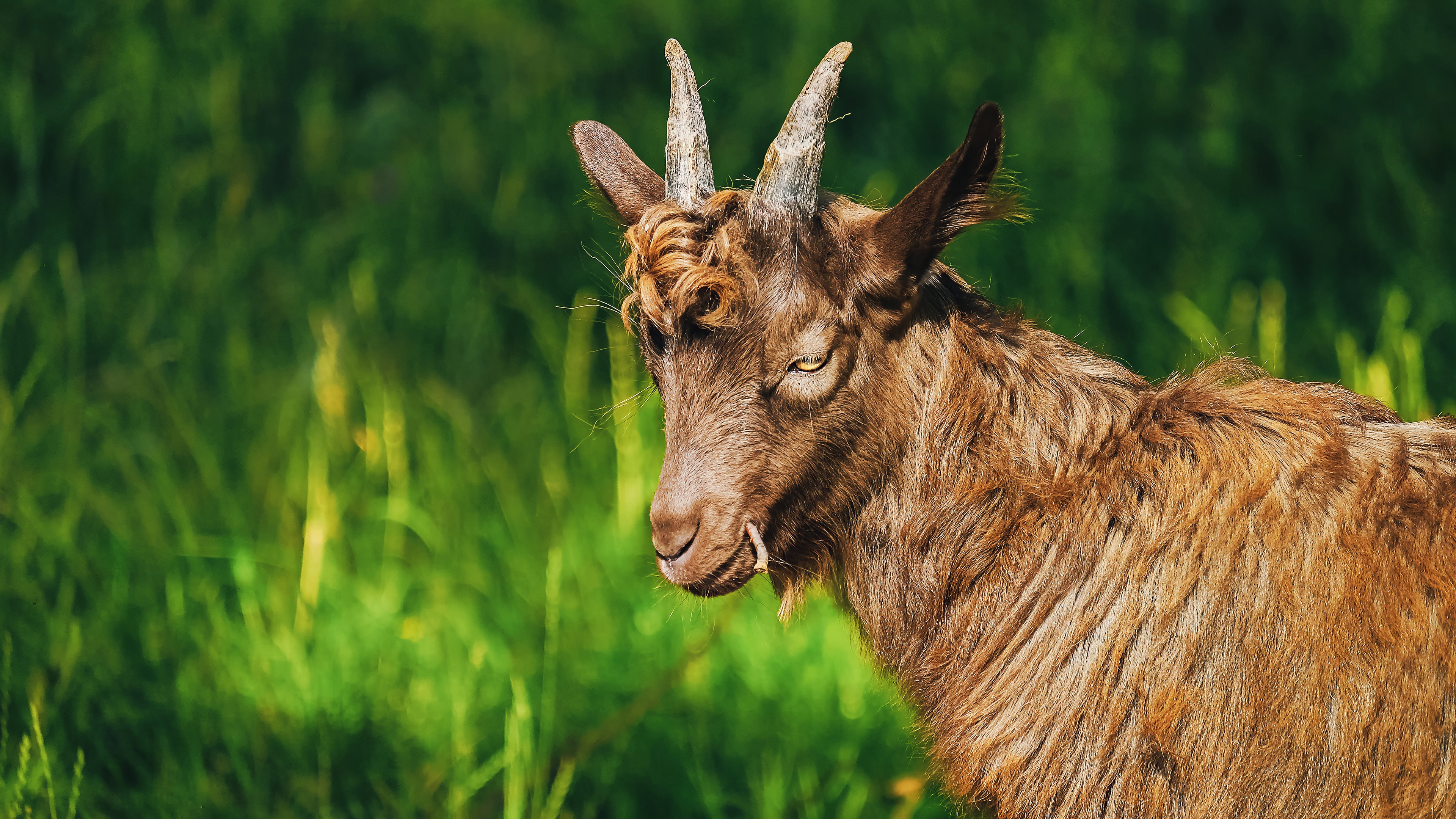 Картинки Коза козел Рога животное с рогами Животные
