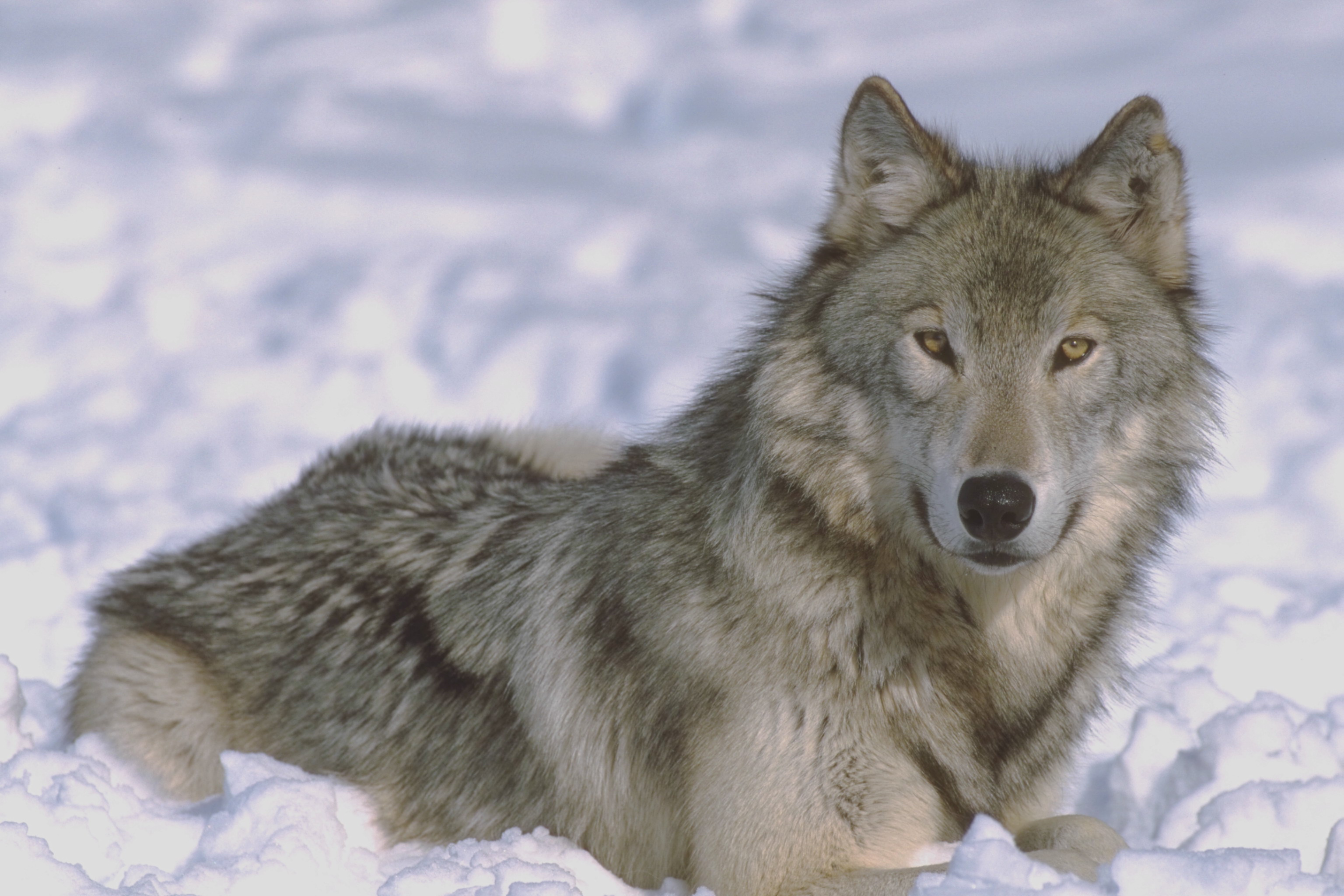 Волк детям о животных. «Серый волк» (Сары Буре). Волк. Волк серый. Волк картинка.