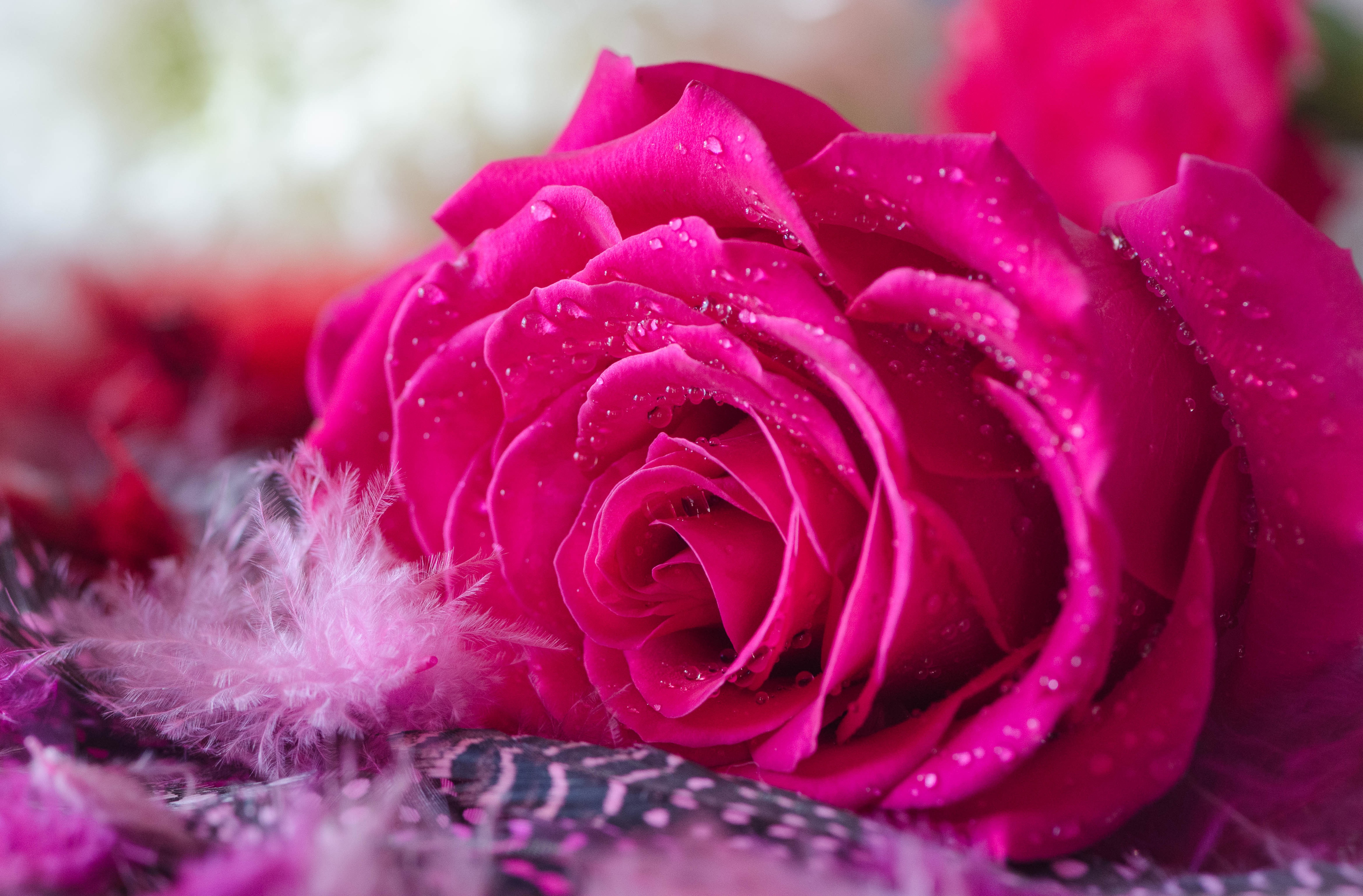 Бесплатные заставки розы на заставку телефона. Розовые цветы. Красивые розы. Картинки на рабочий стол розы. Розовые розы.