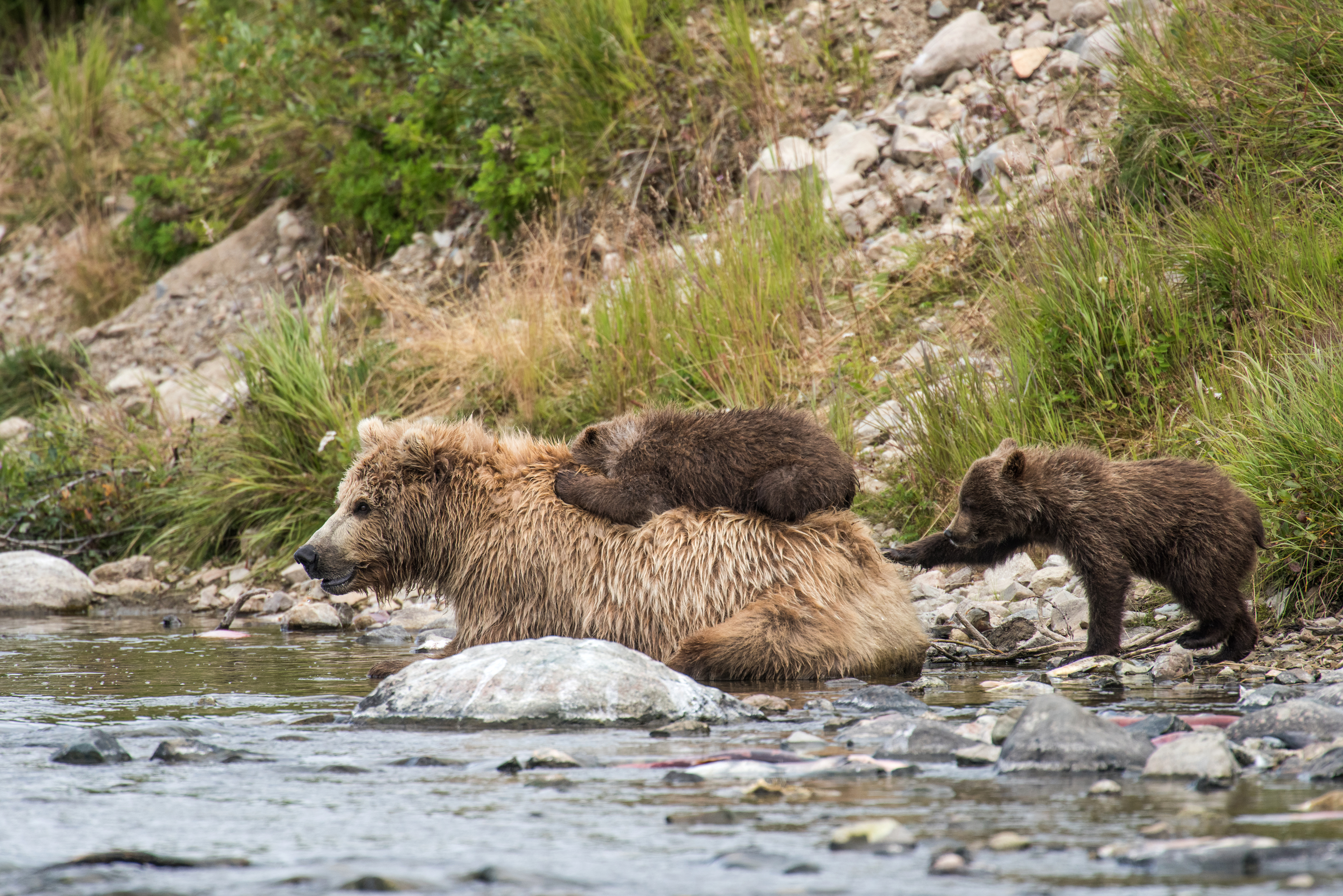 Слушать без остановки медведицы. Сайлюгемский бурый медведь. Сайлюгемская популяция бурого медведя (Ursus arctos). Бурый медведь. Бурый медведь в реке.