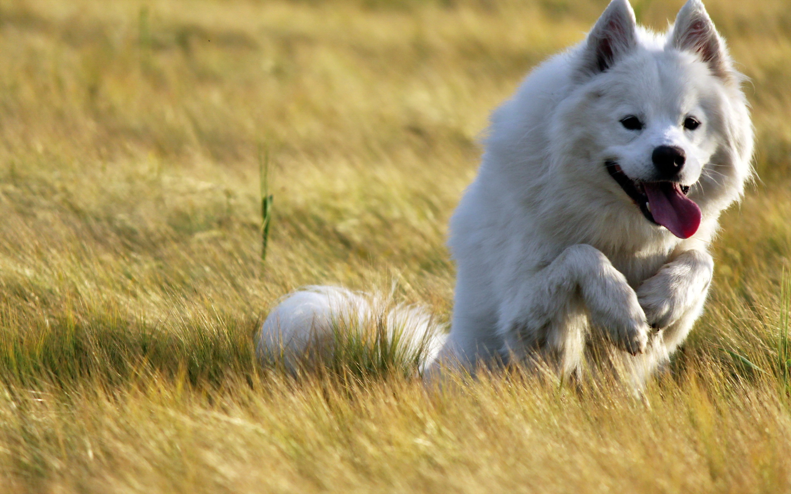 белая собака язык трава скачать