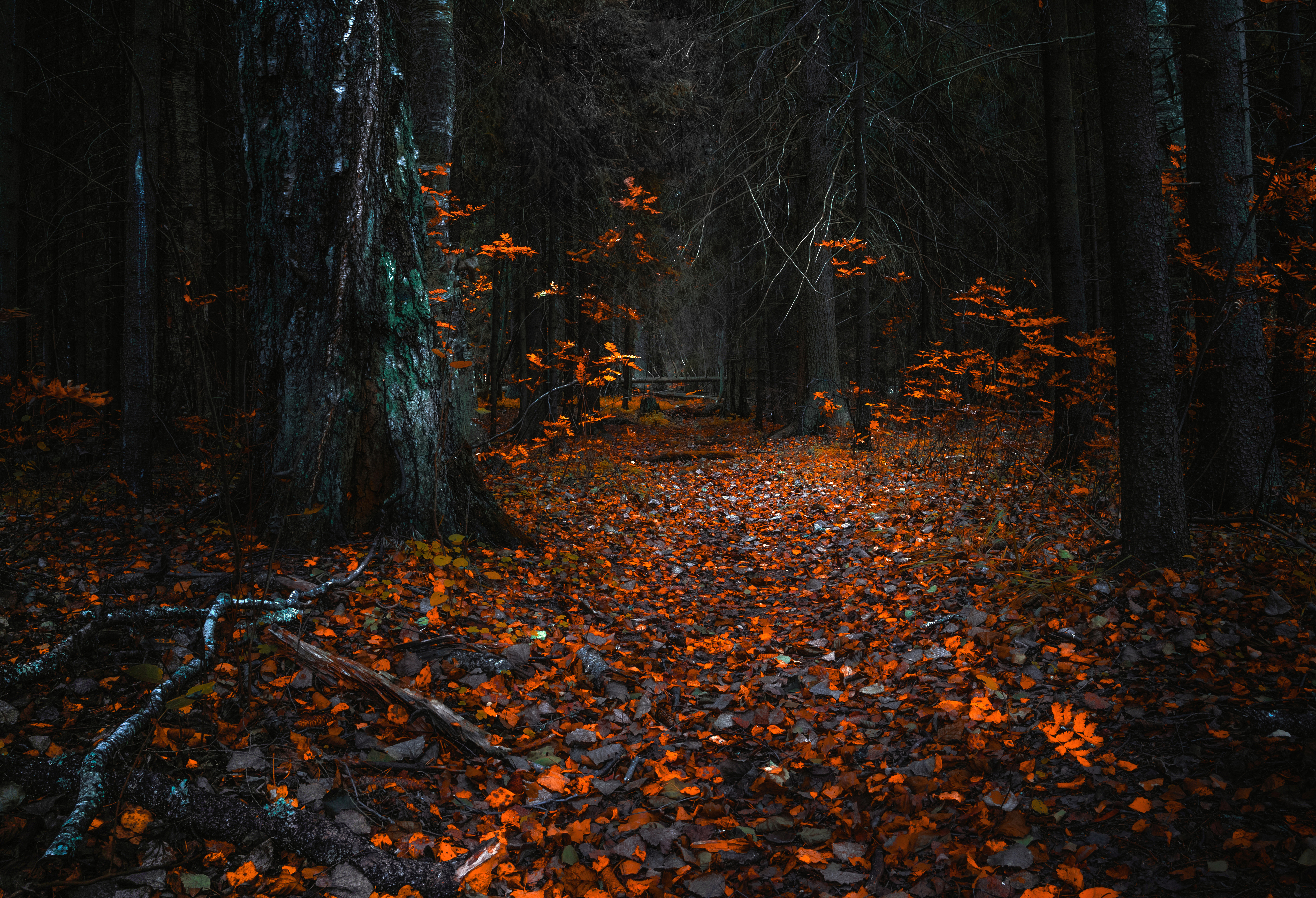 осень лес autumn forest скачать