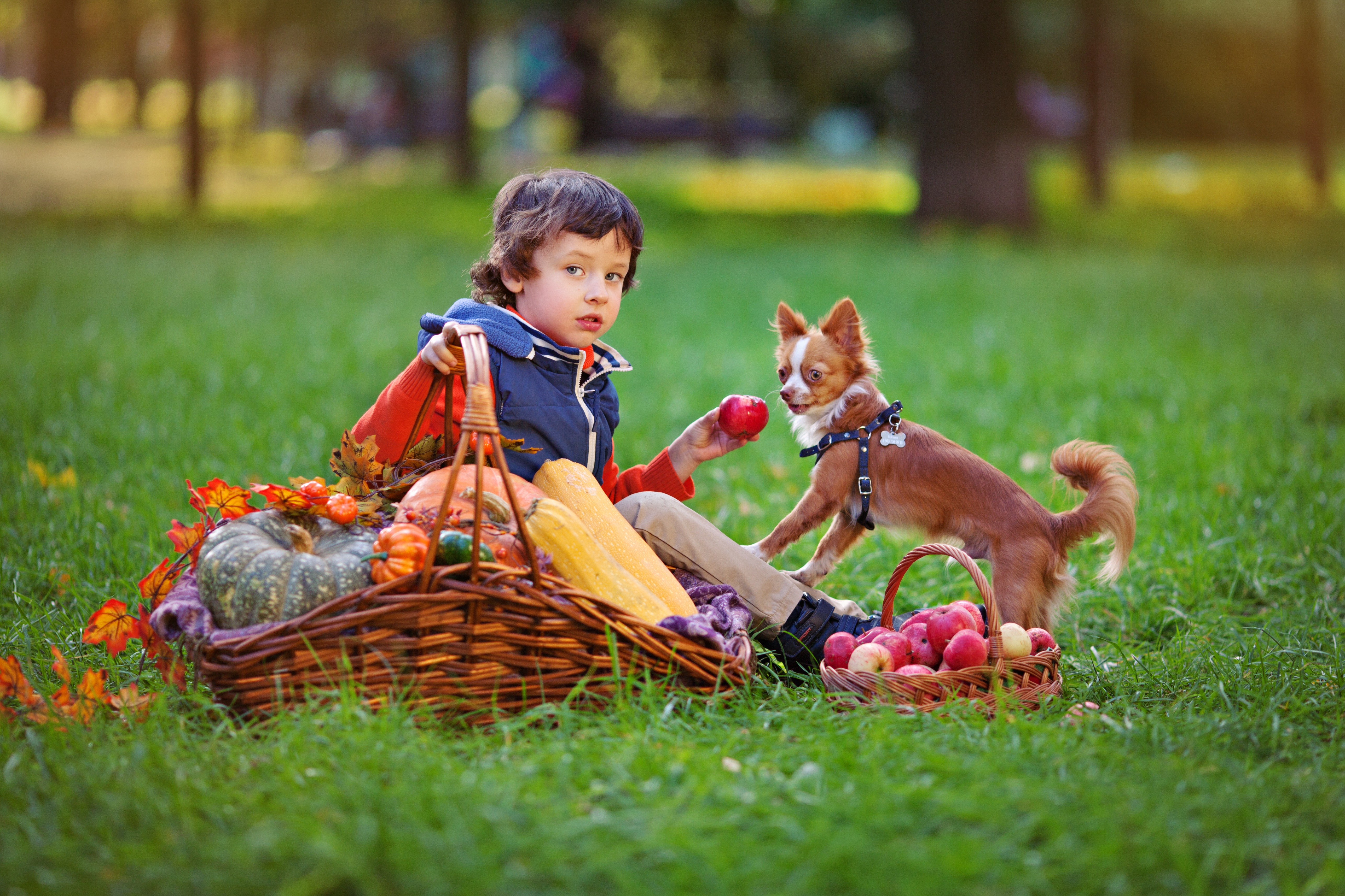 Кошечки собачки урожай. Домашние животные для детей. Осенняя фотосессия с ребенком и собакой. Мальчик с собакой. Дети с животными.