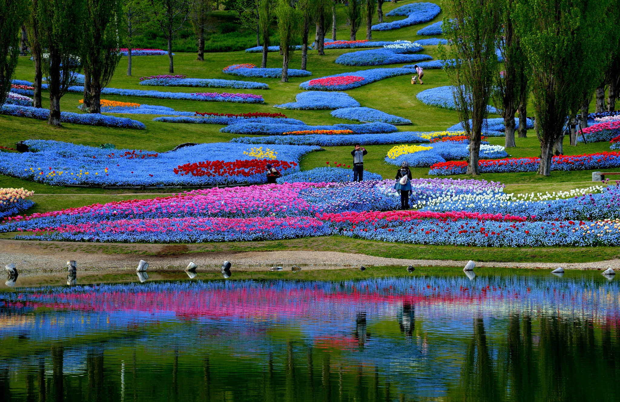 природа цветы синие розовые желты деревья озеро парк загрузить