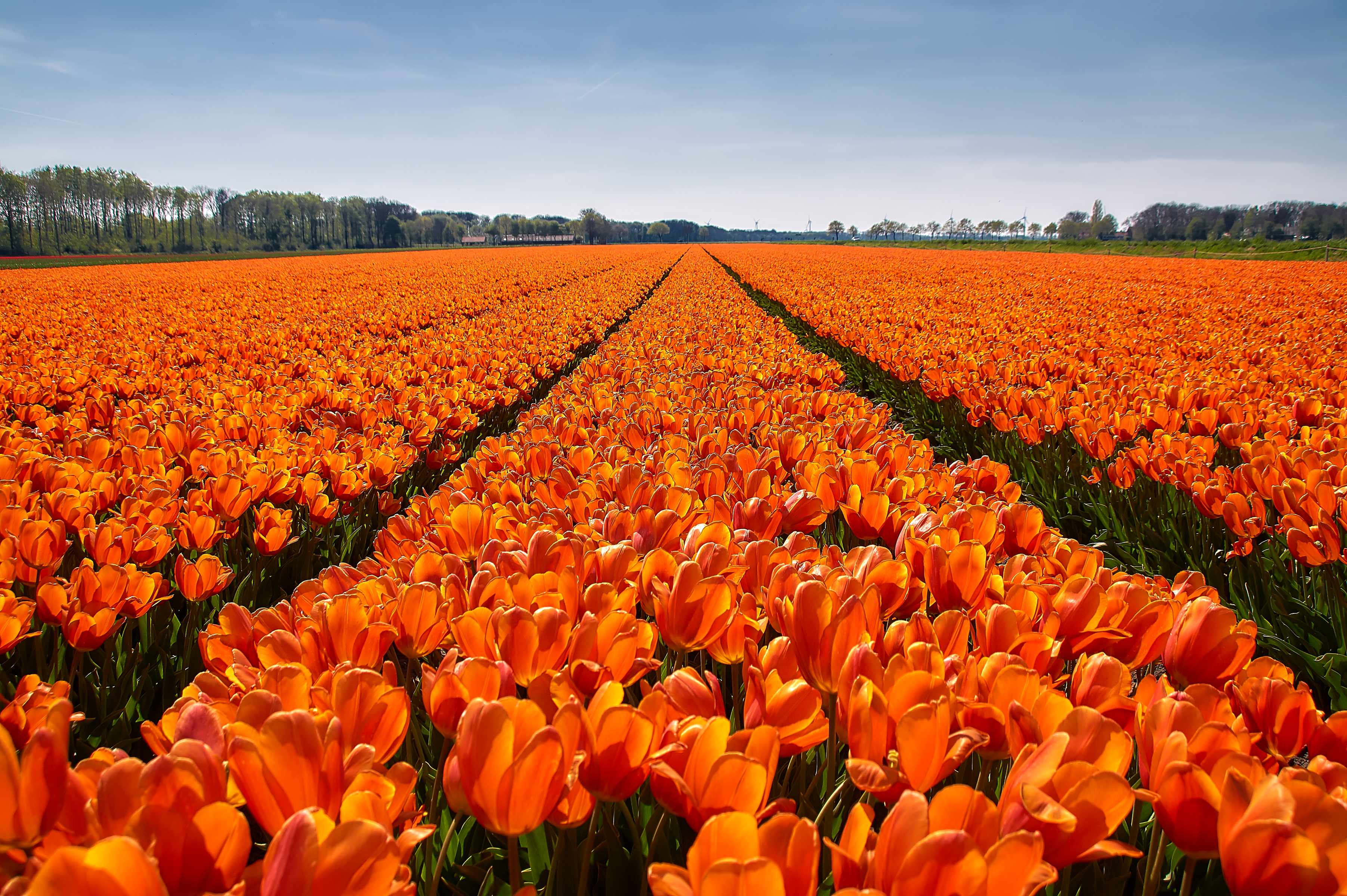 поле тюльпаны оранжевые цветы природа скачать