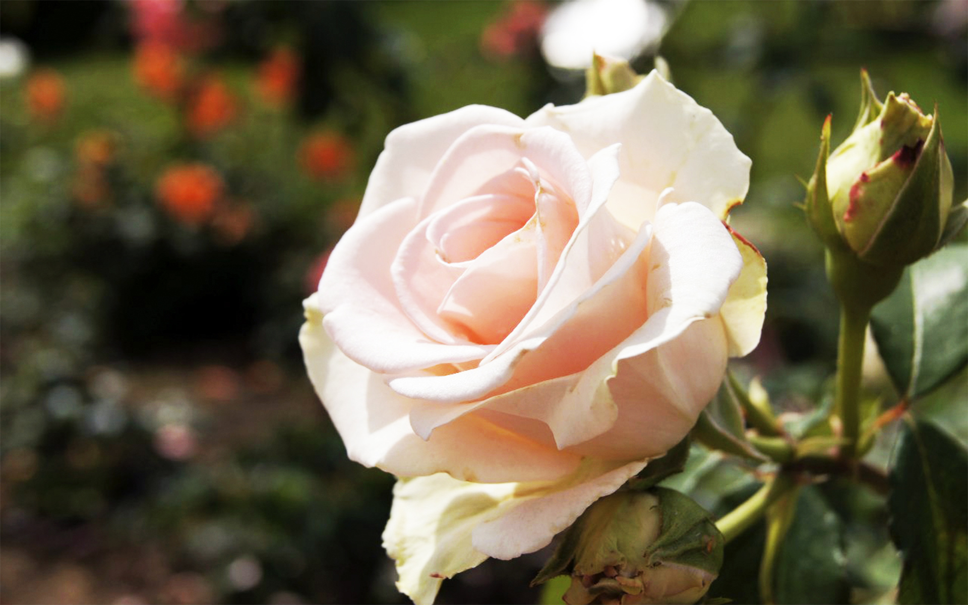 Фото роза цветок Бутон вблизи 1920x1200 Розы Цветы Крупным планом