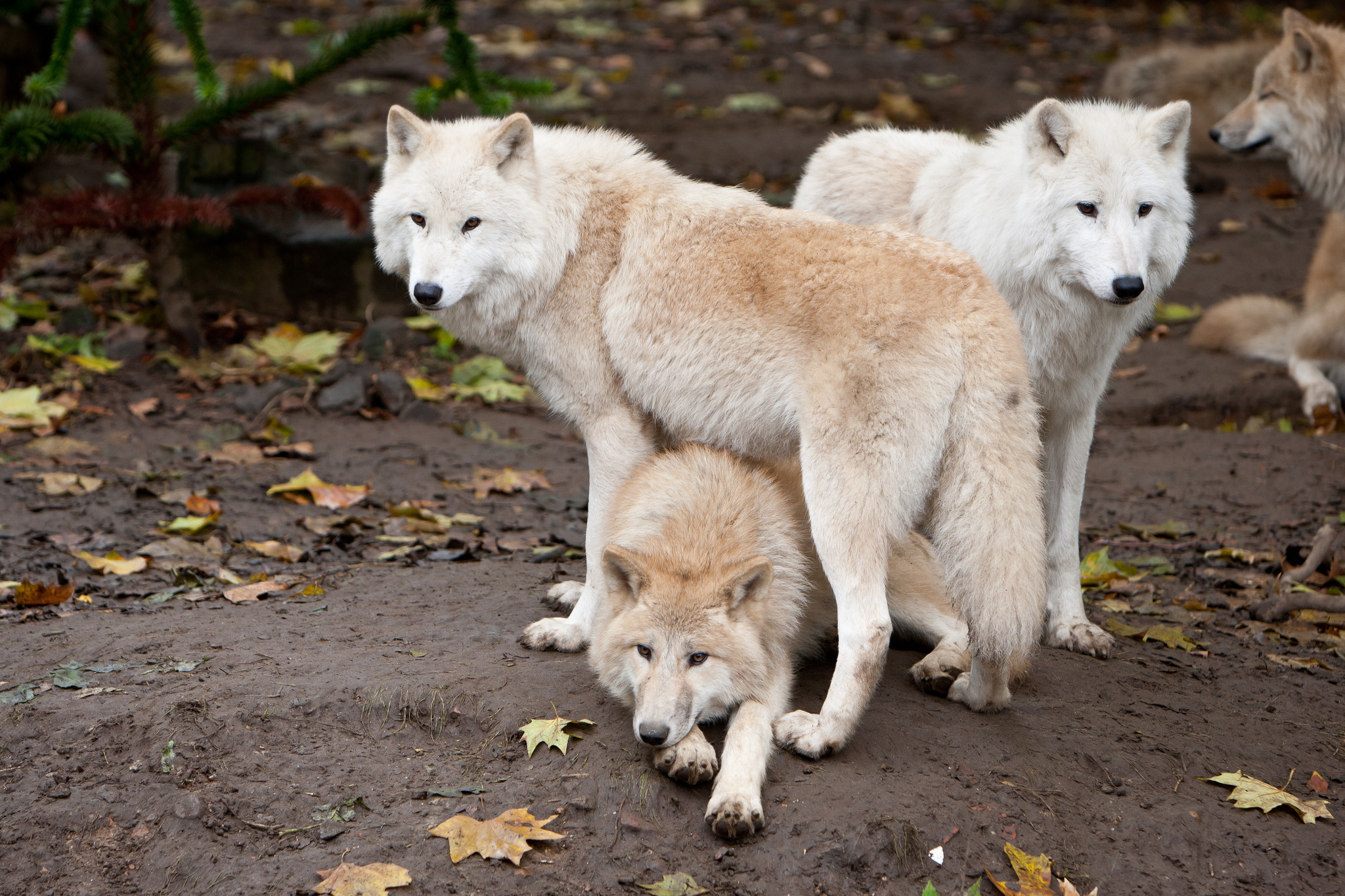 Родина дружелюбного волка. Семейство псовых. Хищные семейства псовых. Семейство псовые волки. Мельвийский волк.
