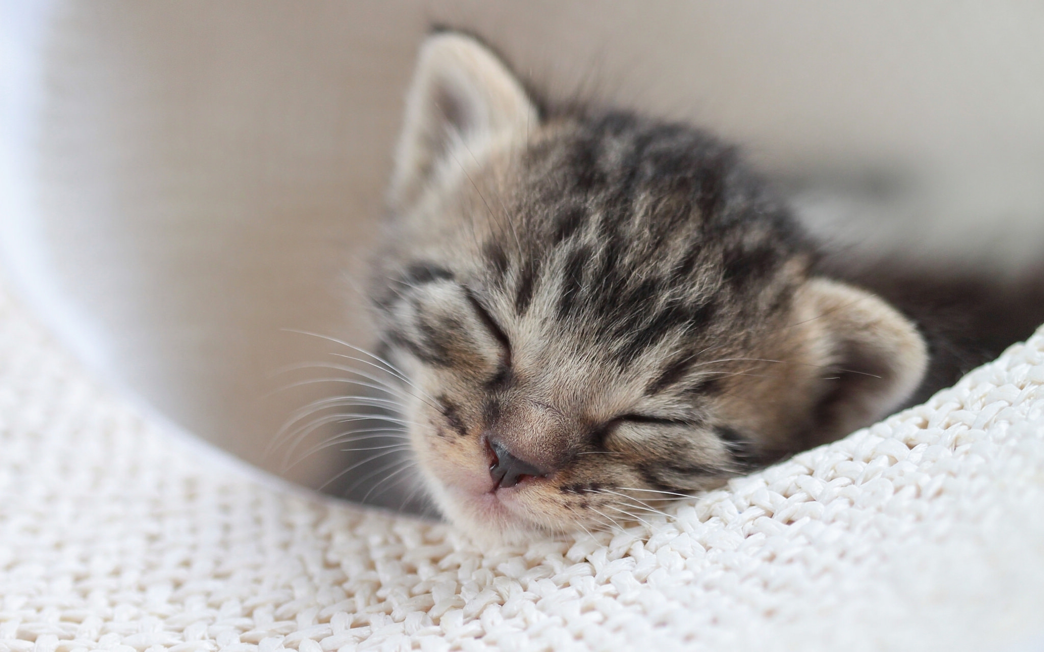Красивый котенок во сне. Спящий котенок. Маленький котенок. Милые спящие котята.