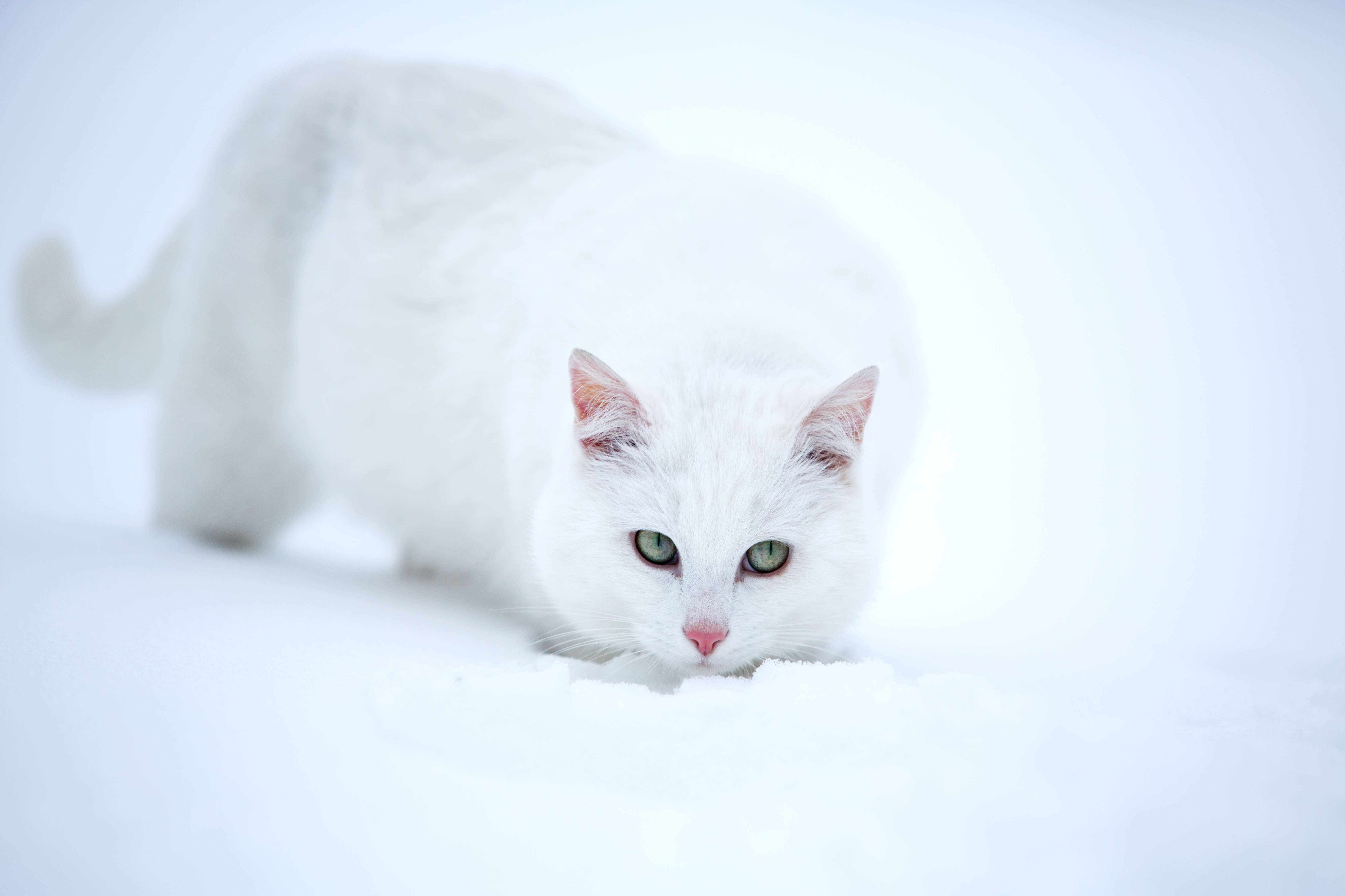 Кот на белом бесплатно