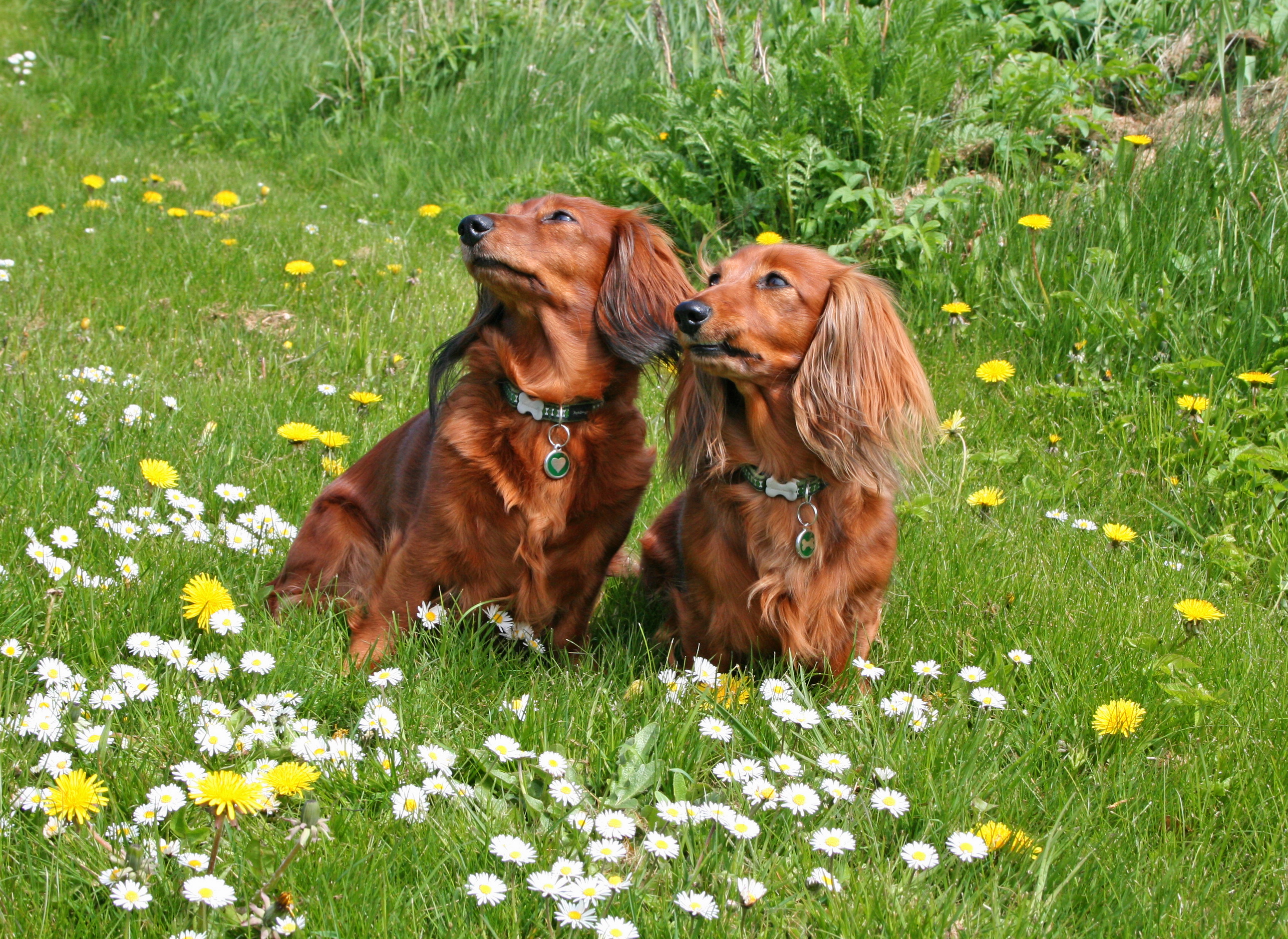природа цветы трава собака животные стул скачать