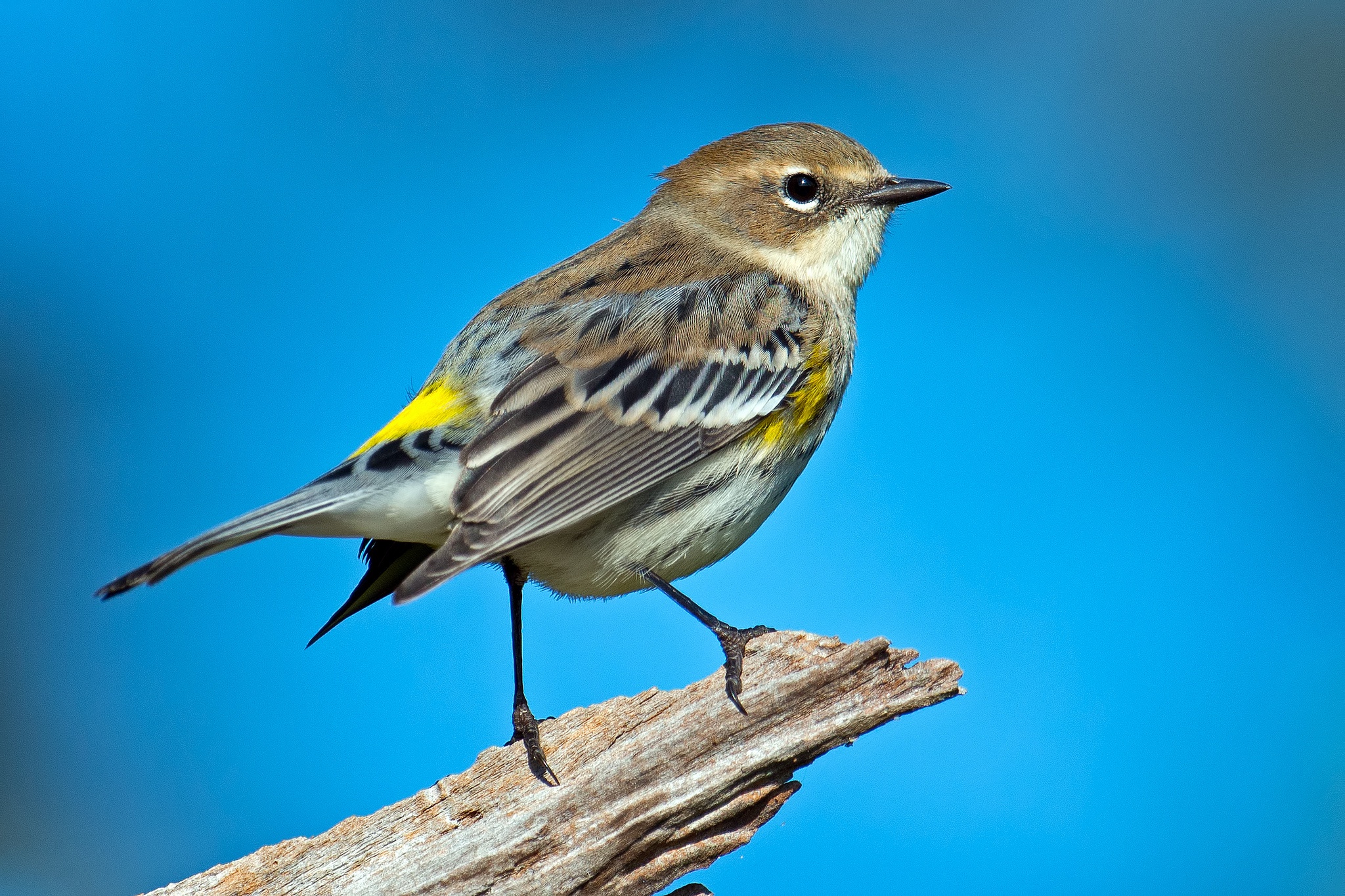 Птички с желтыми полосками. Птица Yellow Rumped Warbler. Синица зеленушка. Миртовый Лесной певун. Yellow-Rumped Warbler птица Yellow Rumped.