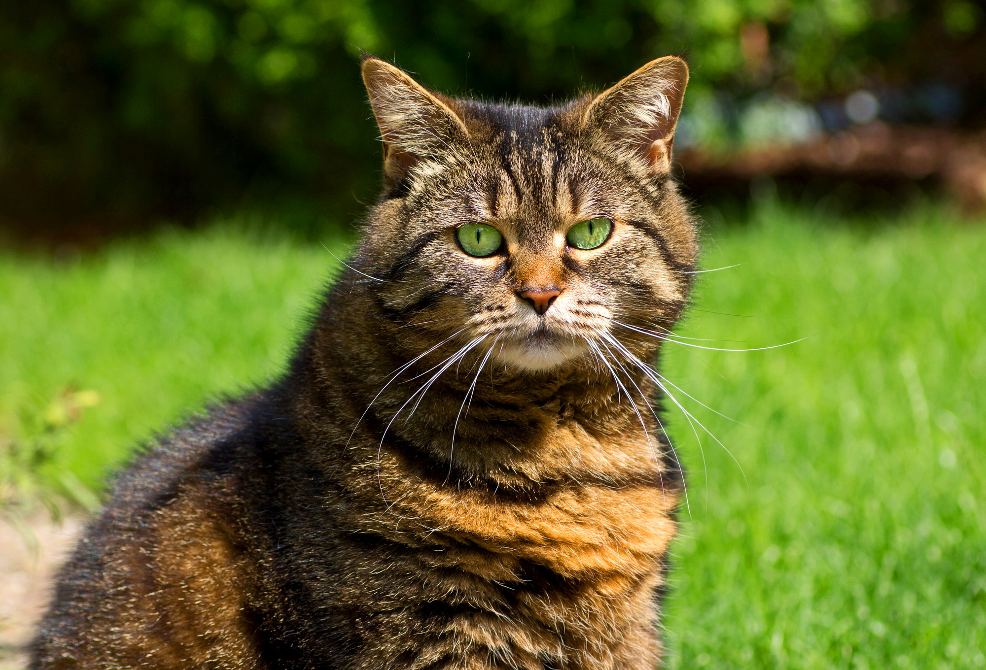 Картинка cat net. Кошки. Кот. Фото кота. Полосатый кот с зелеными глазами.