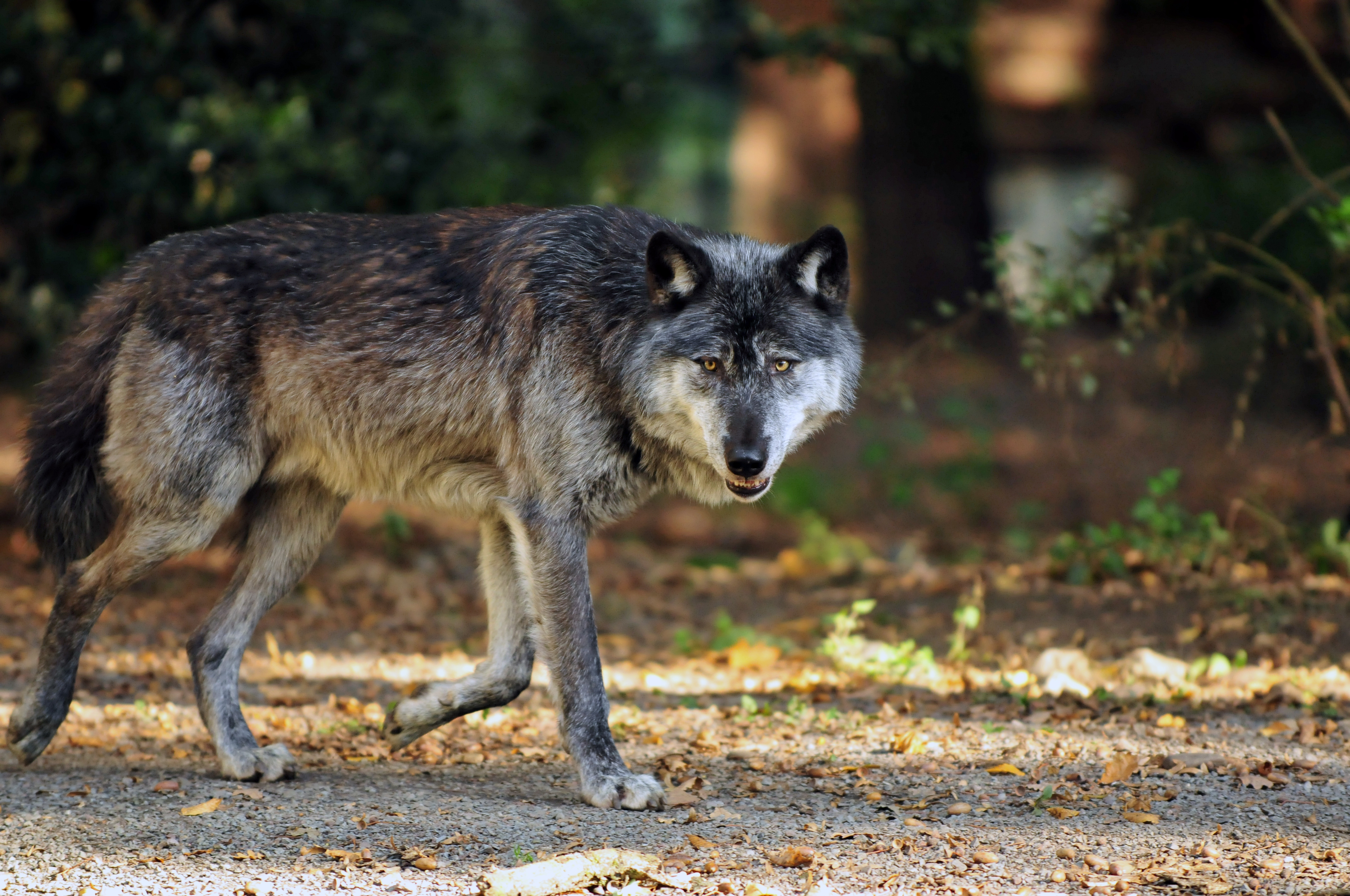 Дикие волки 3. Макензенский волк. Макензийский Тундровый волк. Среднерусский Лесной волк. Волк серый обыкновенный.