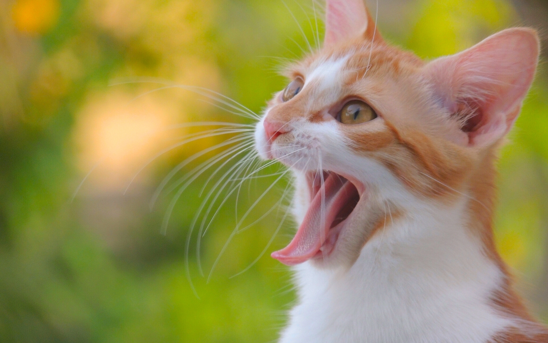 Звуки животных котов. Кошка. Рыжий кот мяукает. Рыжий кот с языком. Котики рыжие с белым.