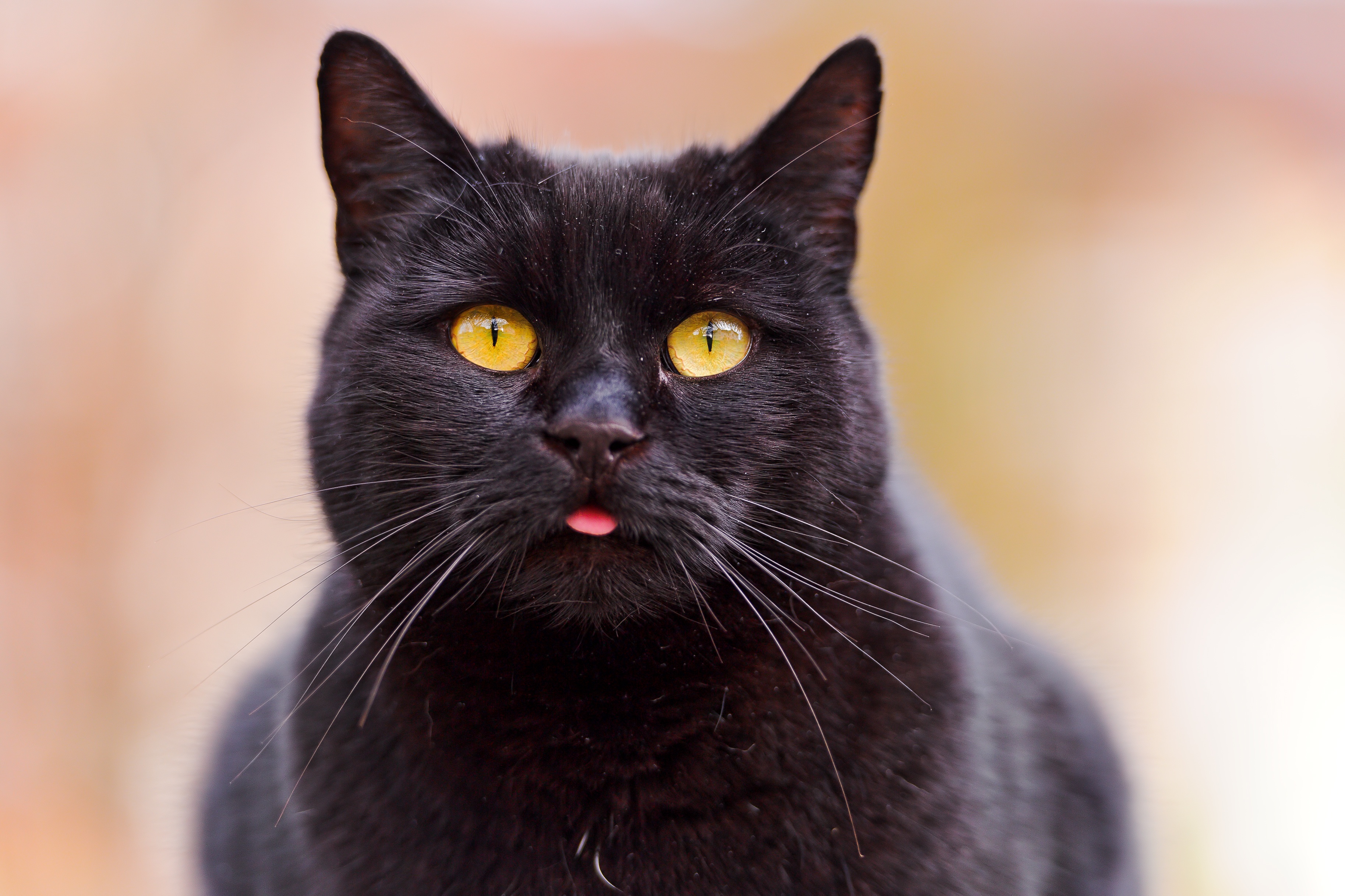 черный кот животное бесплатно