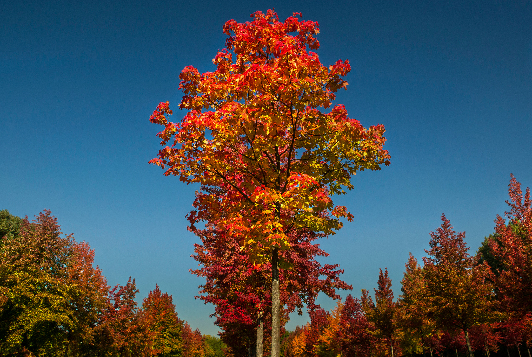 Картинки деревьев осенью. Клен дерево. Кленовое дерево Вермонт. Клен остролистный осенью. Клен Сибирский.