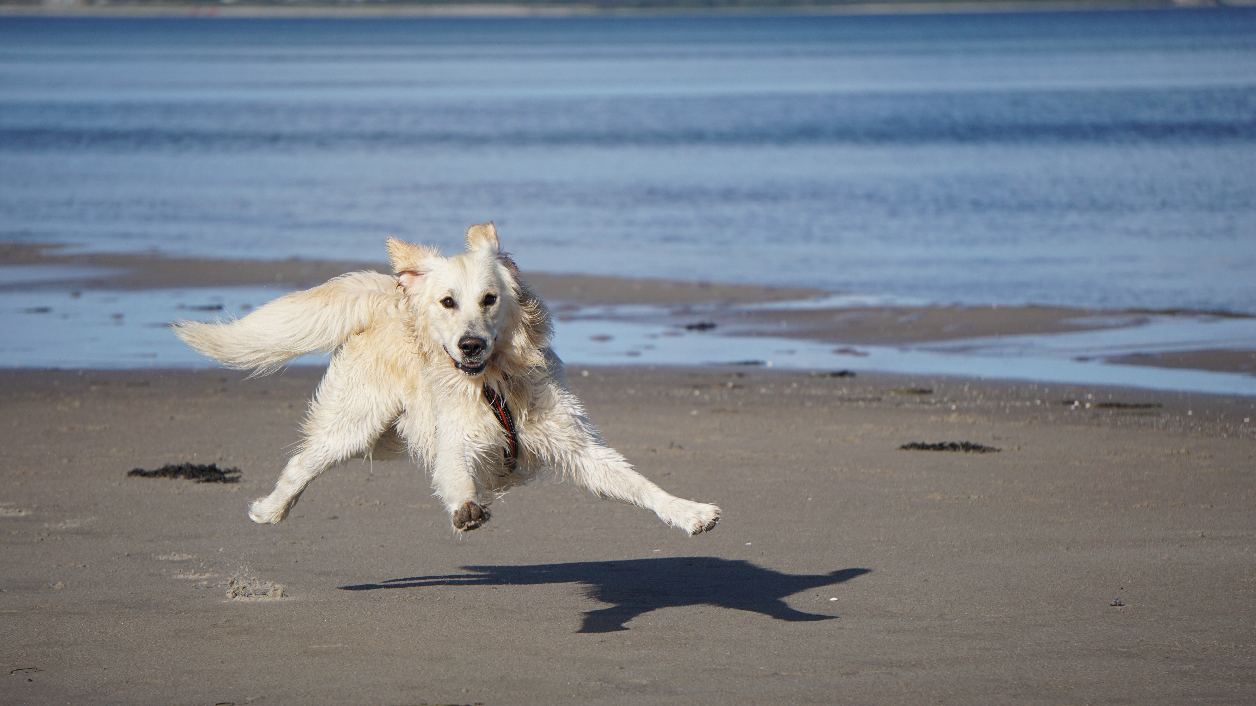 Собака бежит по пляжу