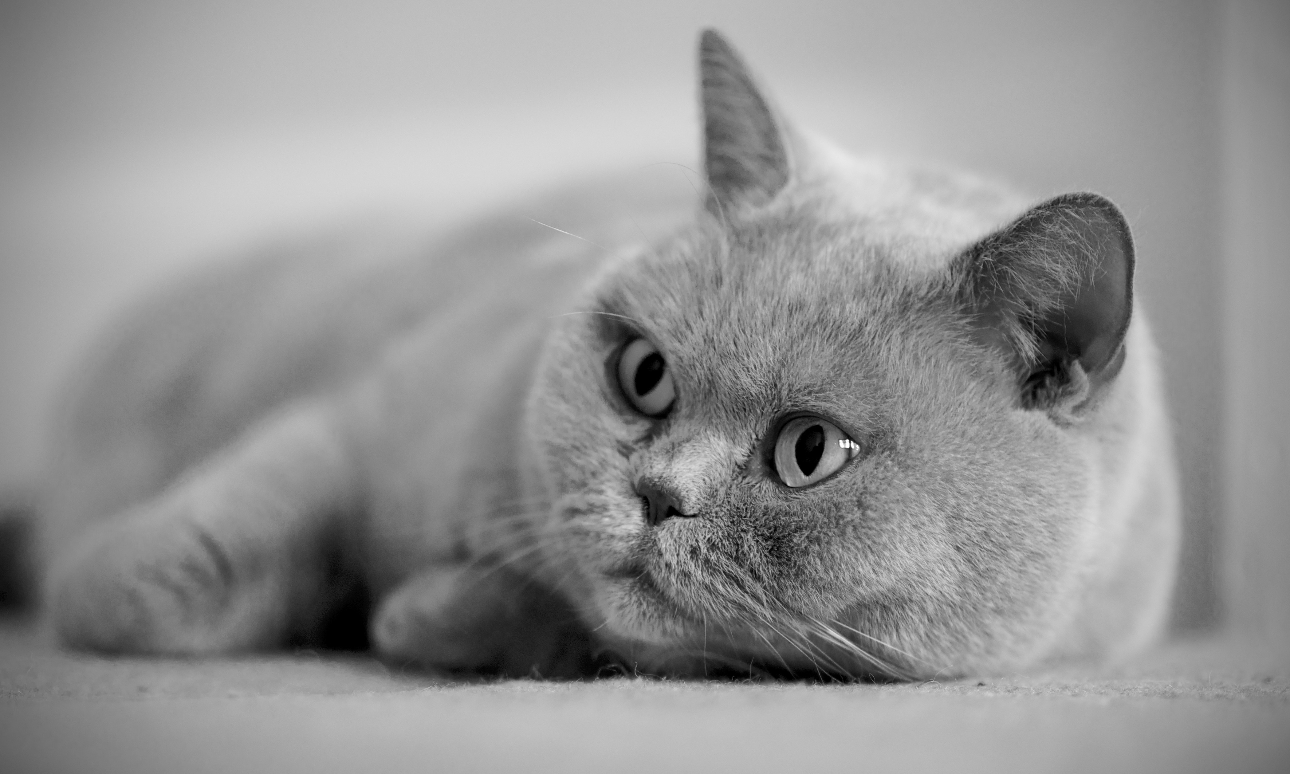 животные кот серый без смс