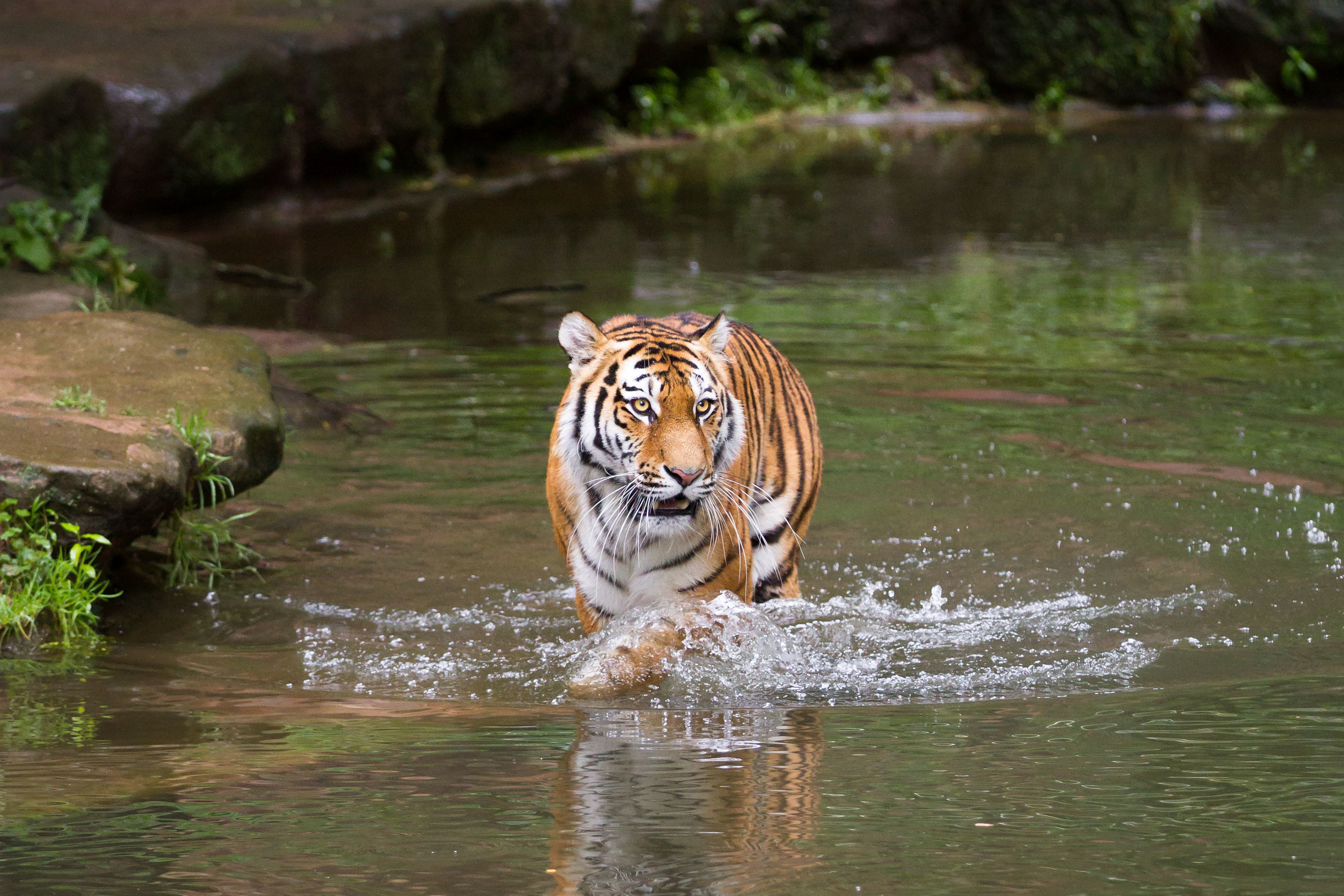 Тигр возле речки бесплатно