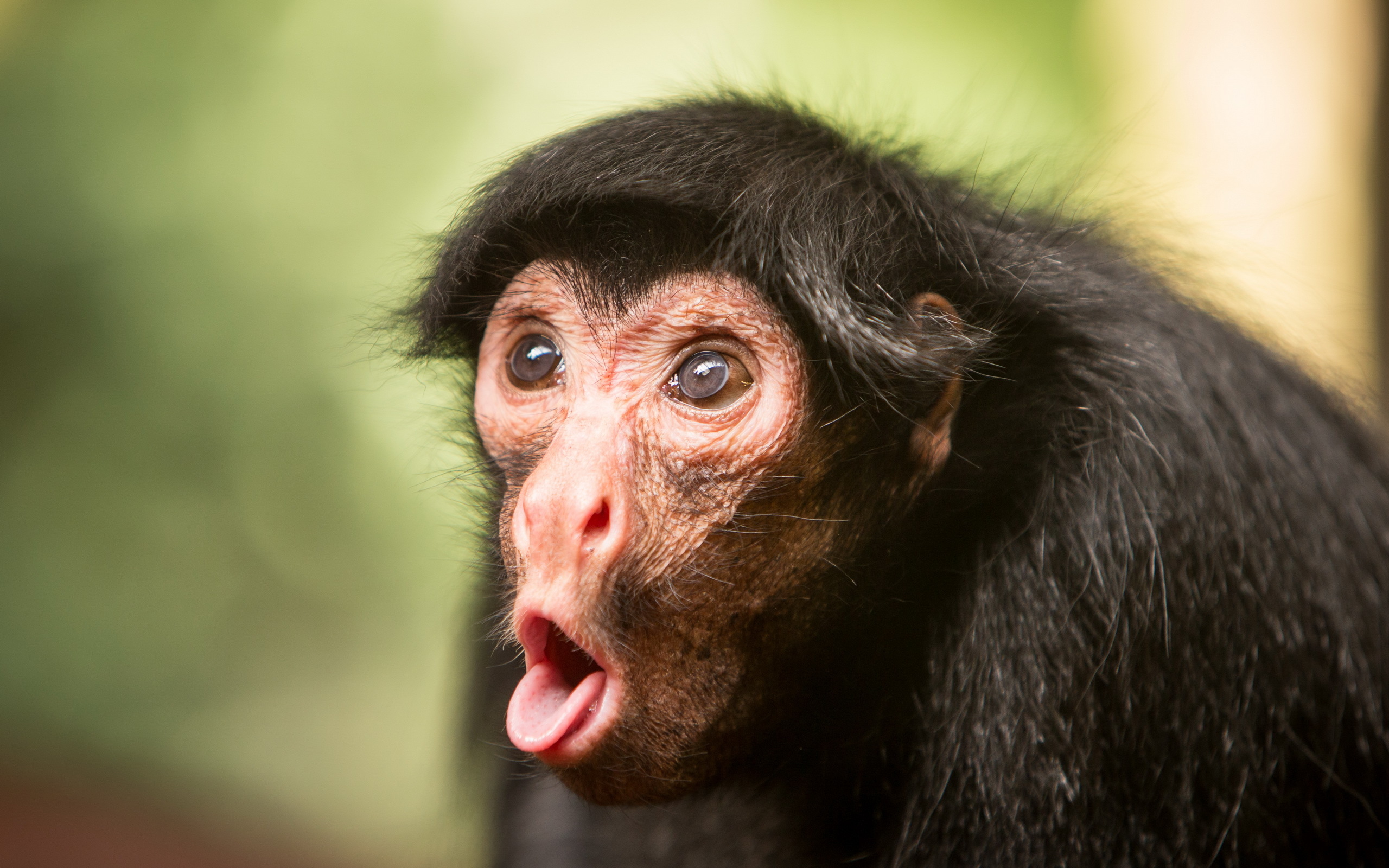 Смешное шимпанзе. Фанни манки. Смешные обезьянки. Глупая обезьяна. Обезьяна удивление.