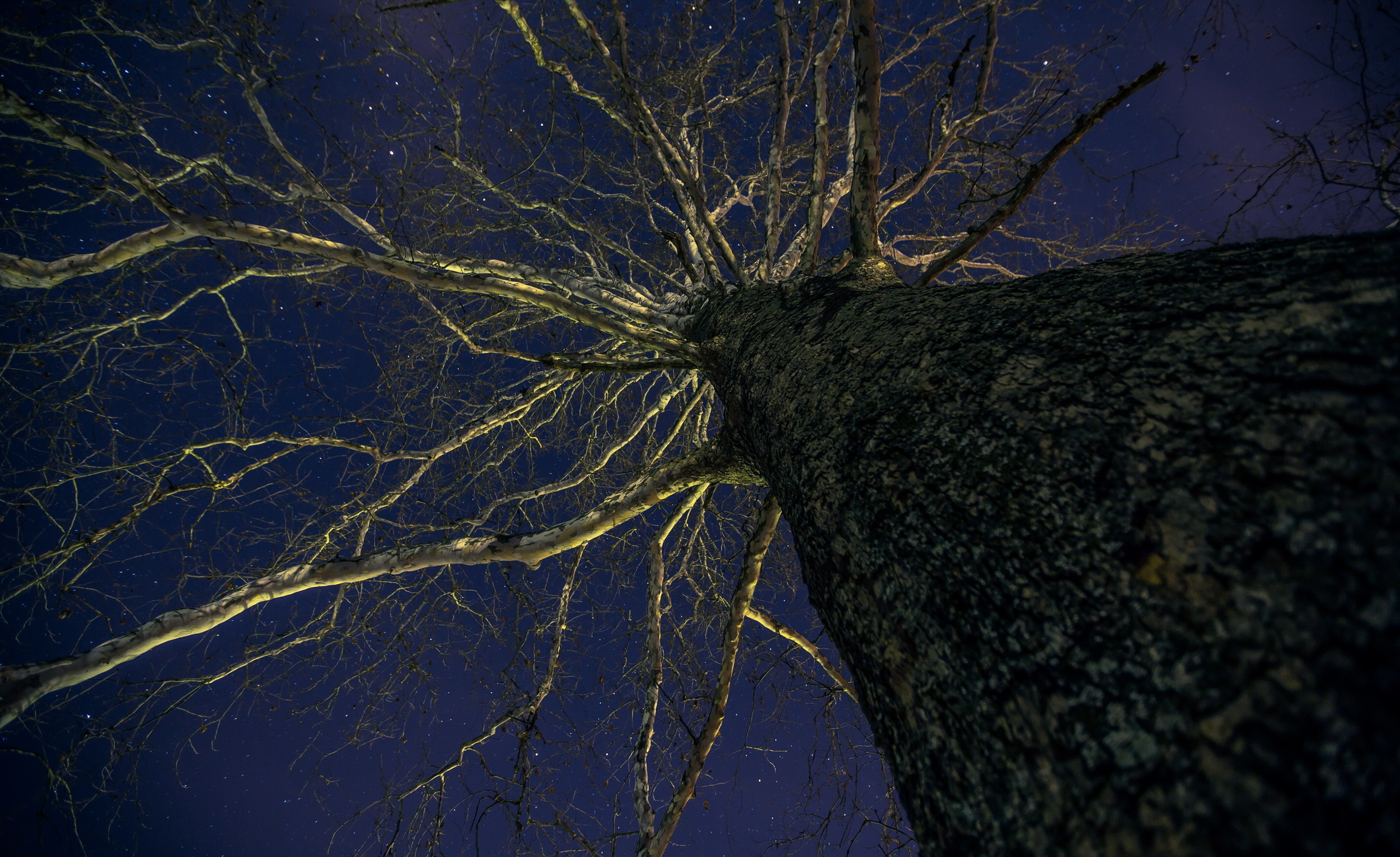 Ветви деревьев ночью