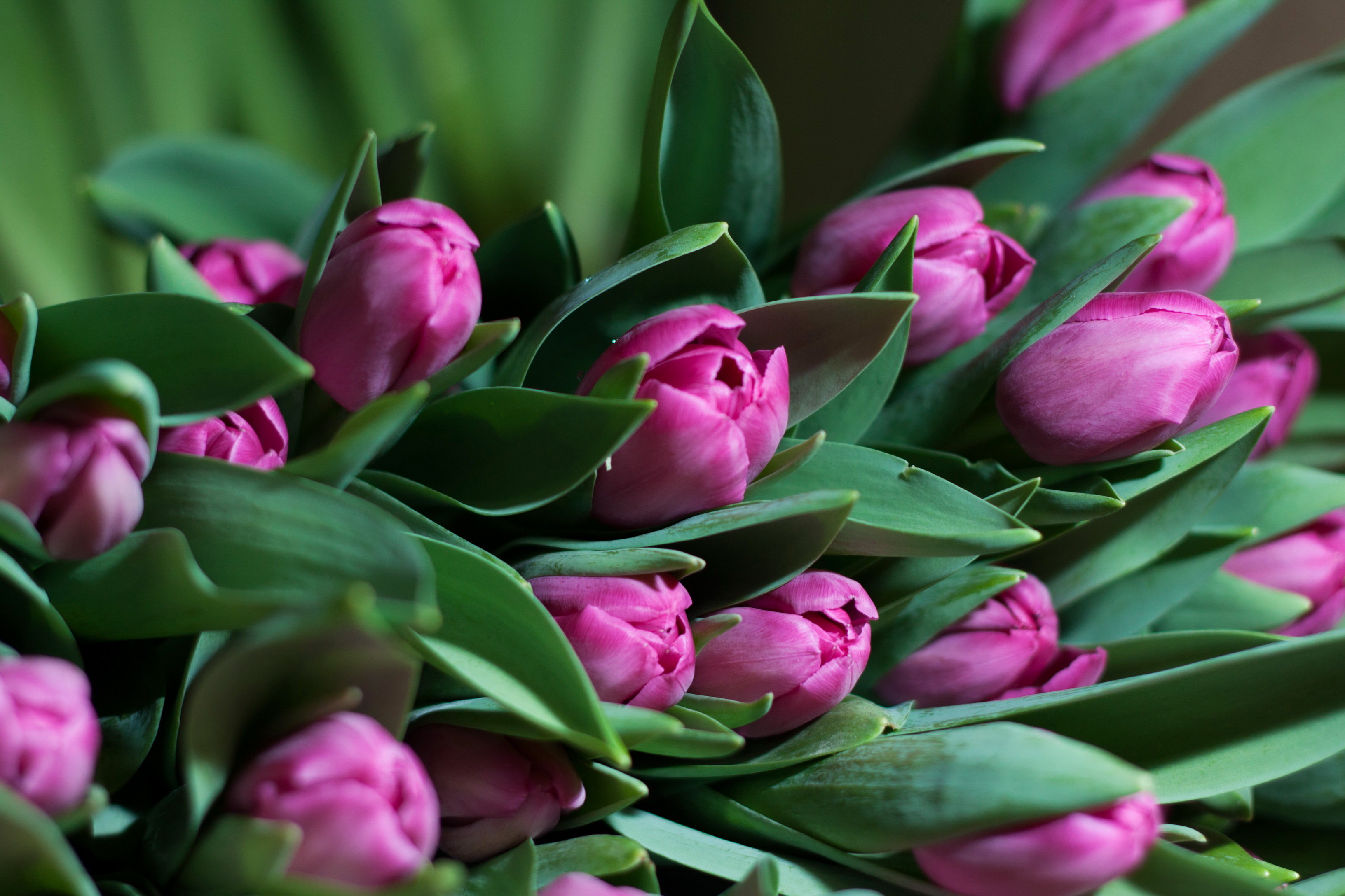 Весенние тюльпаны картинки красивые