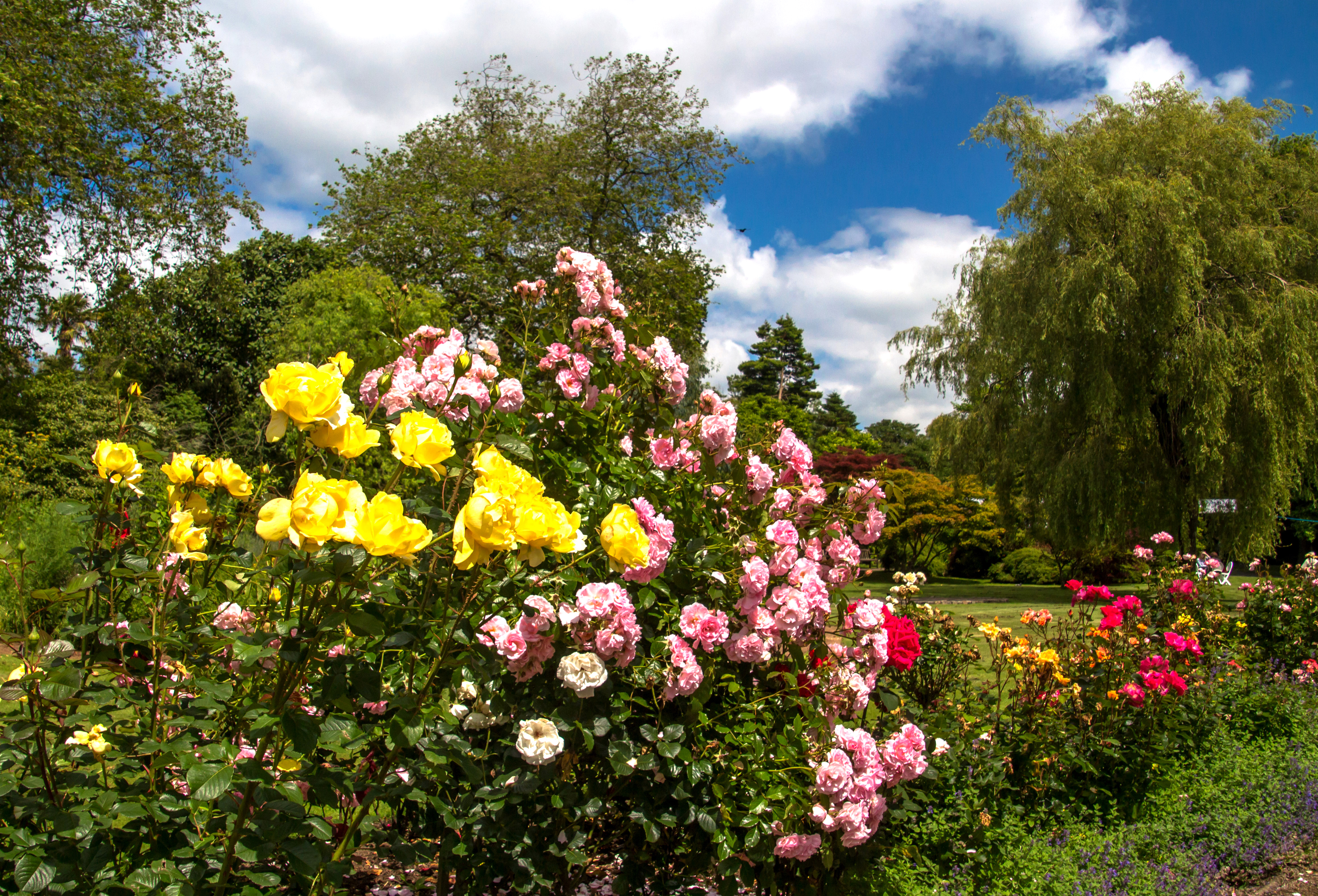 Твой сад розы. Розы кустовые Ричмонд парк.