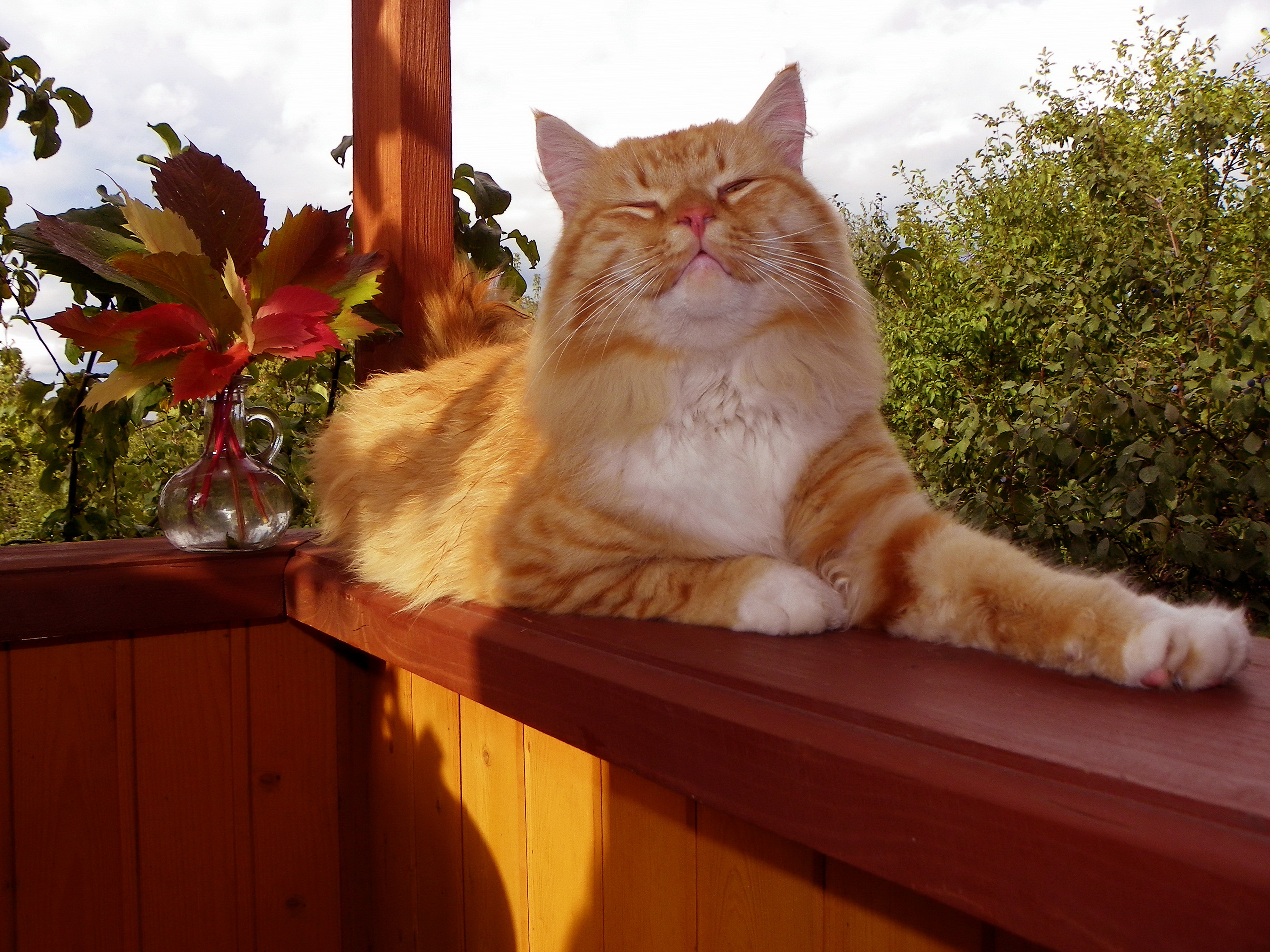 Она была самолюбива живо. Кот на солнышке. Довольный кот. Летний кот. Смешные рыжие коты.