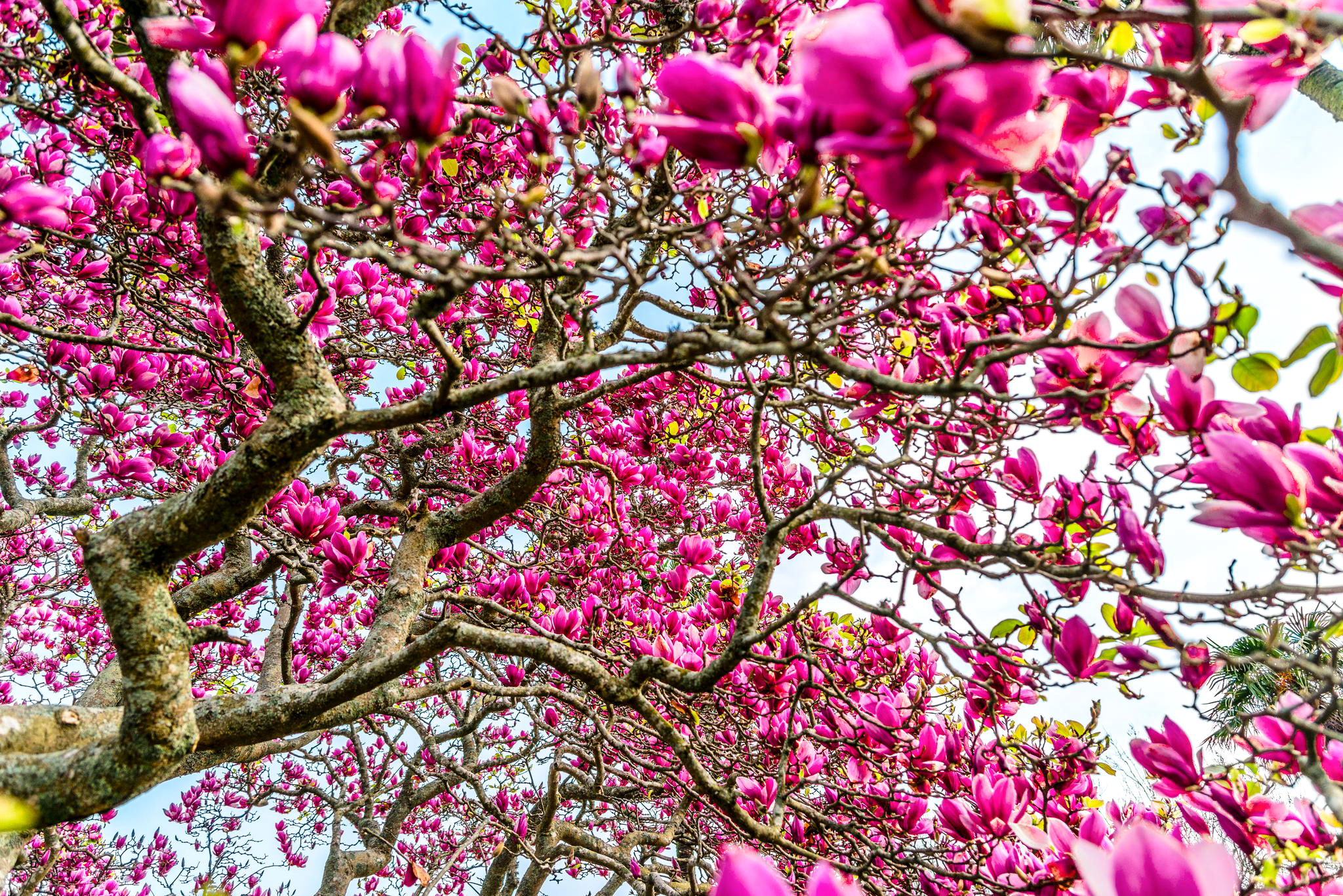 Про цветущие деревья. Магнолия дерево. Магнолия розовая дерево. Цветущая Магнолия. Магнолия розовые цветы на дереве.