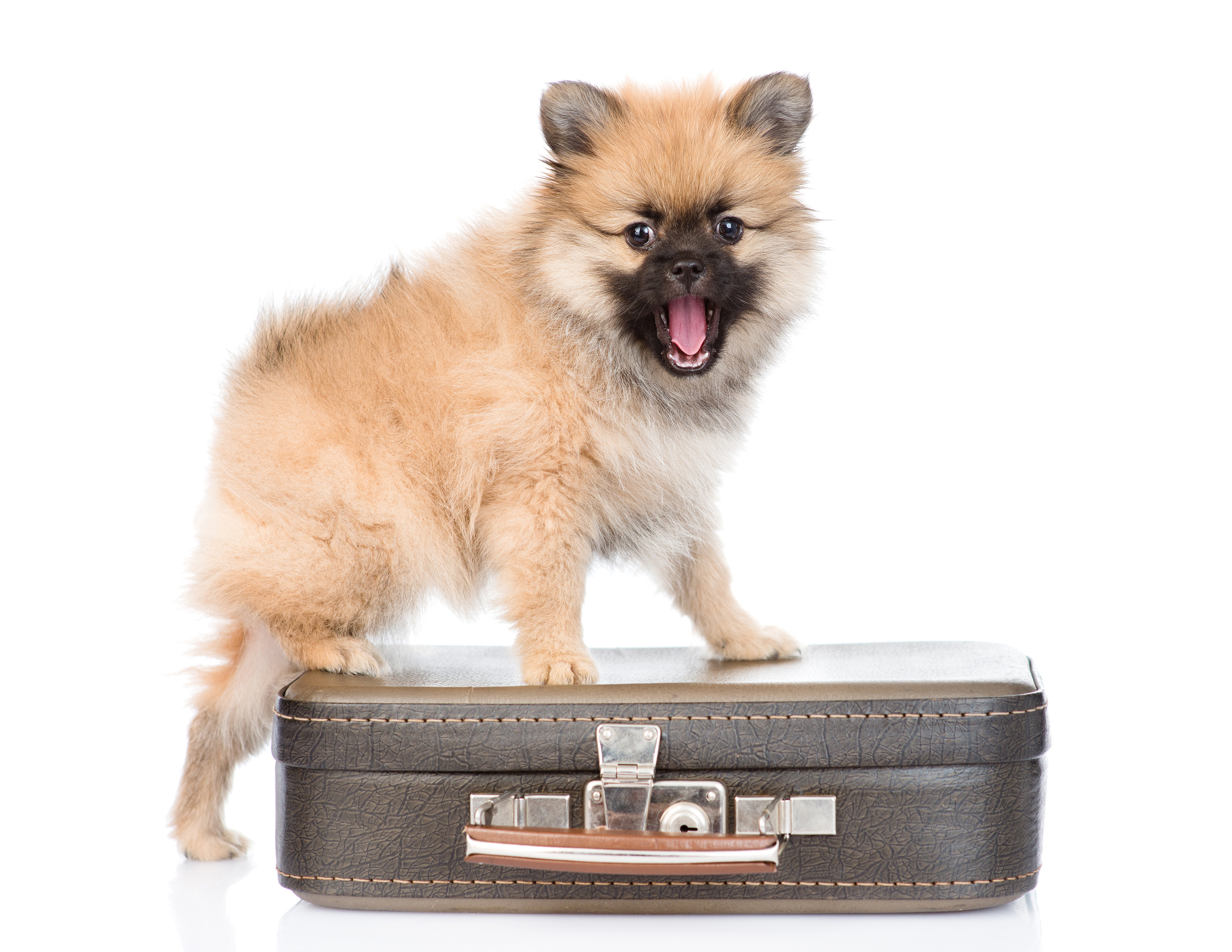 Собачка с чемоданом