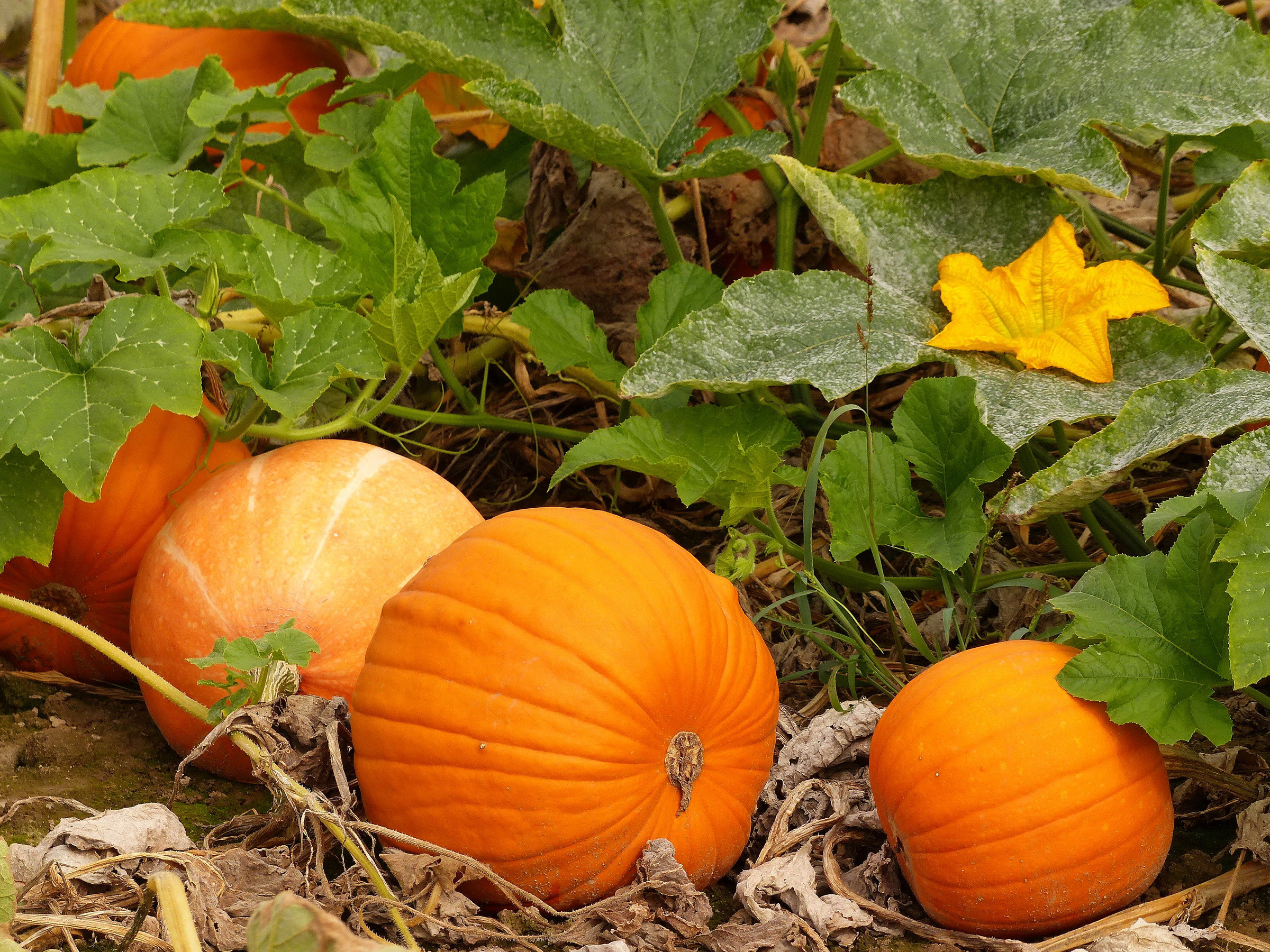 Тыква условия. Тыква Cucurbita maxima. Cucurbita maxima тыква крупная. Тыква кустовая оранжевая (2г). Тыква витаминная.