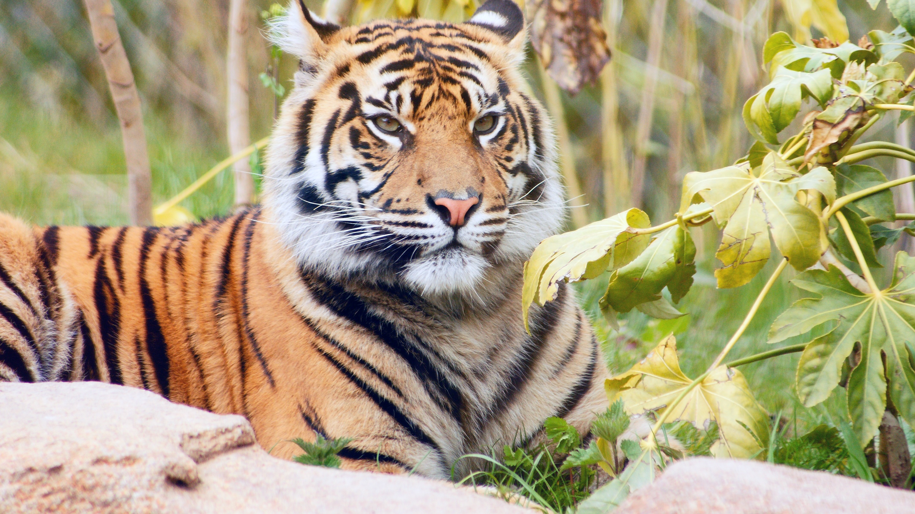 природа животные тигр nature animals tiger скачать
