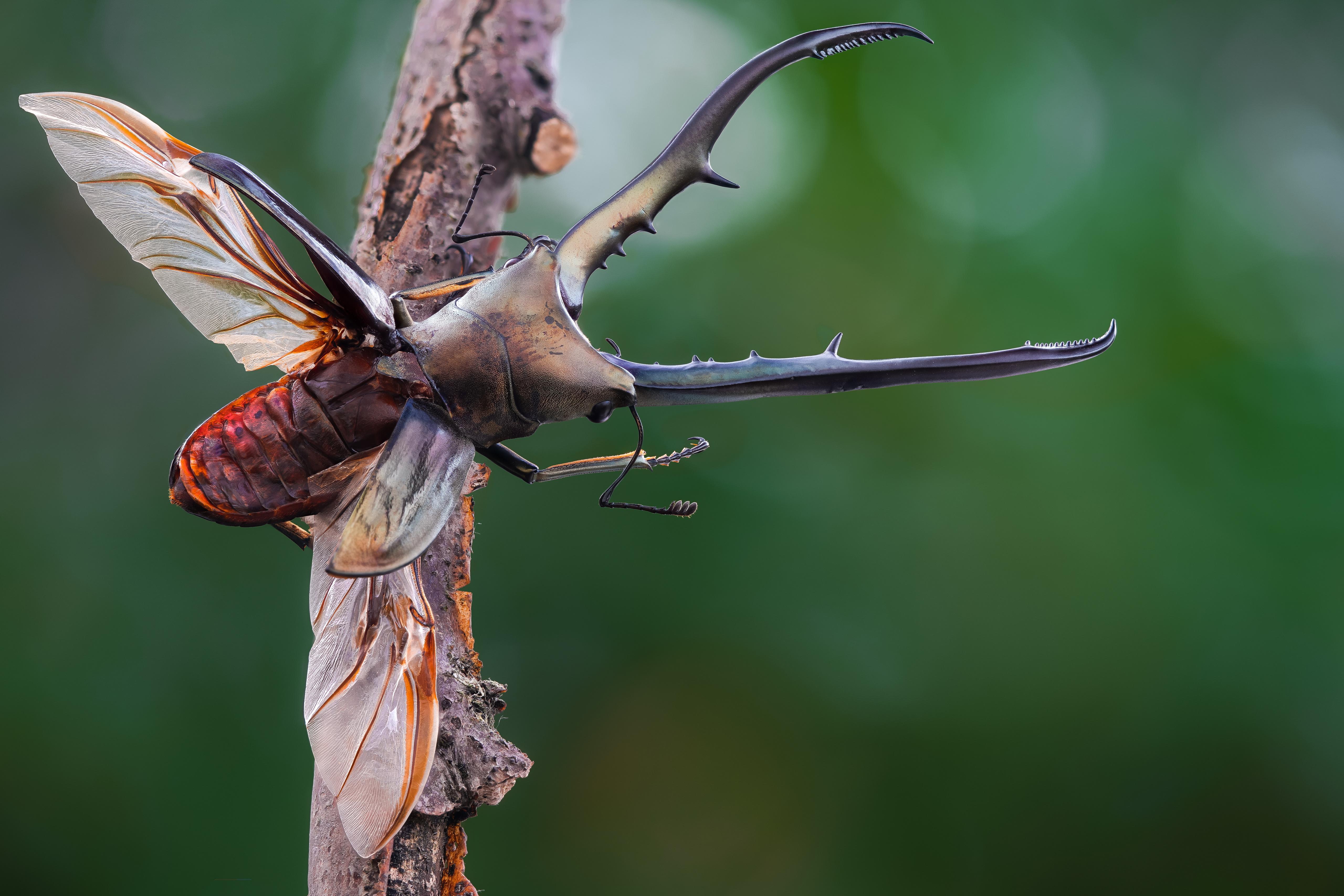 Фотографии Жуки Насекомые cyclommatus metallifer вблизи Животные насекомое животное Крупным планом